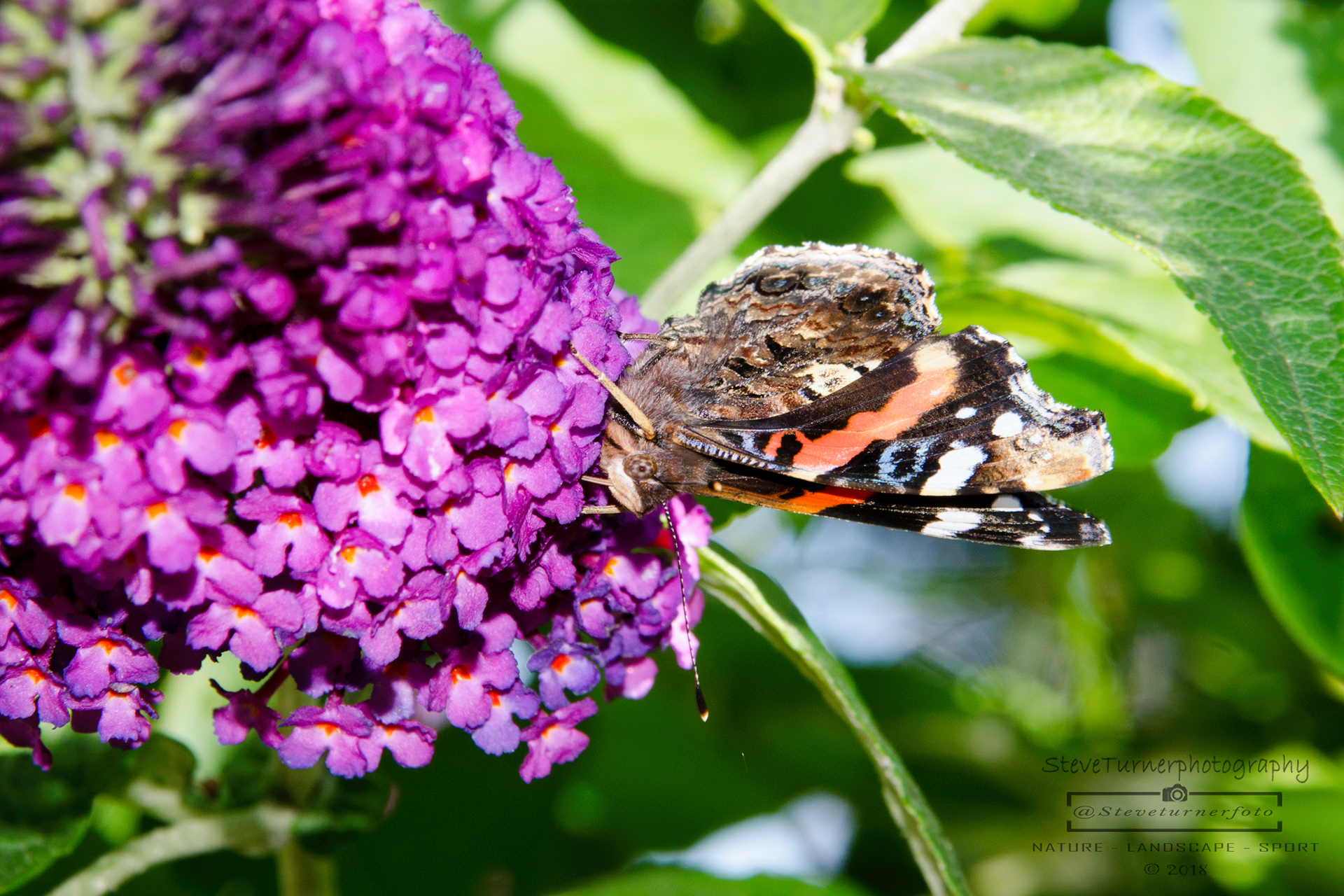 Red Admiral
