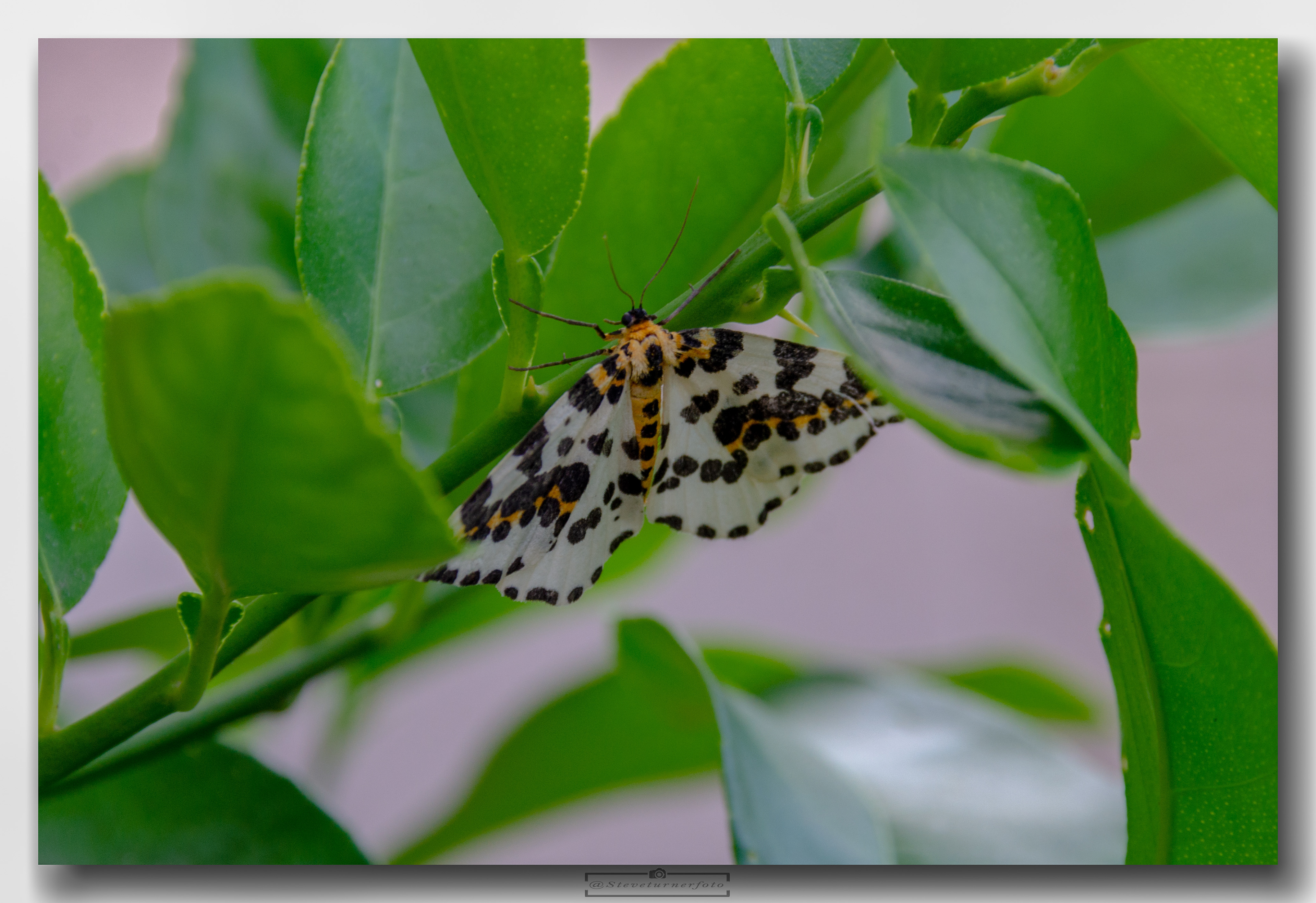 Magpie Moth