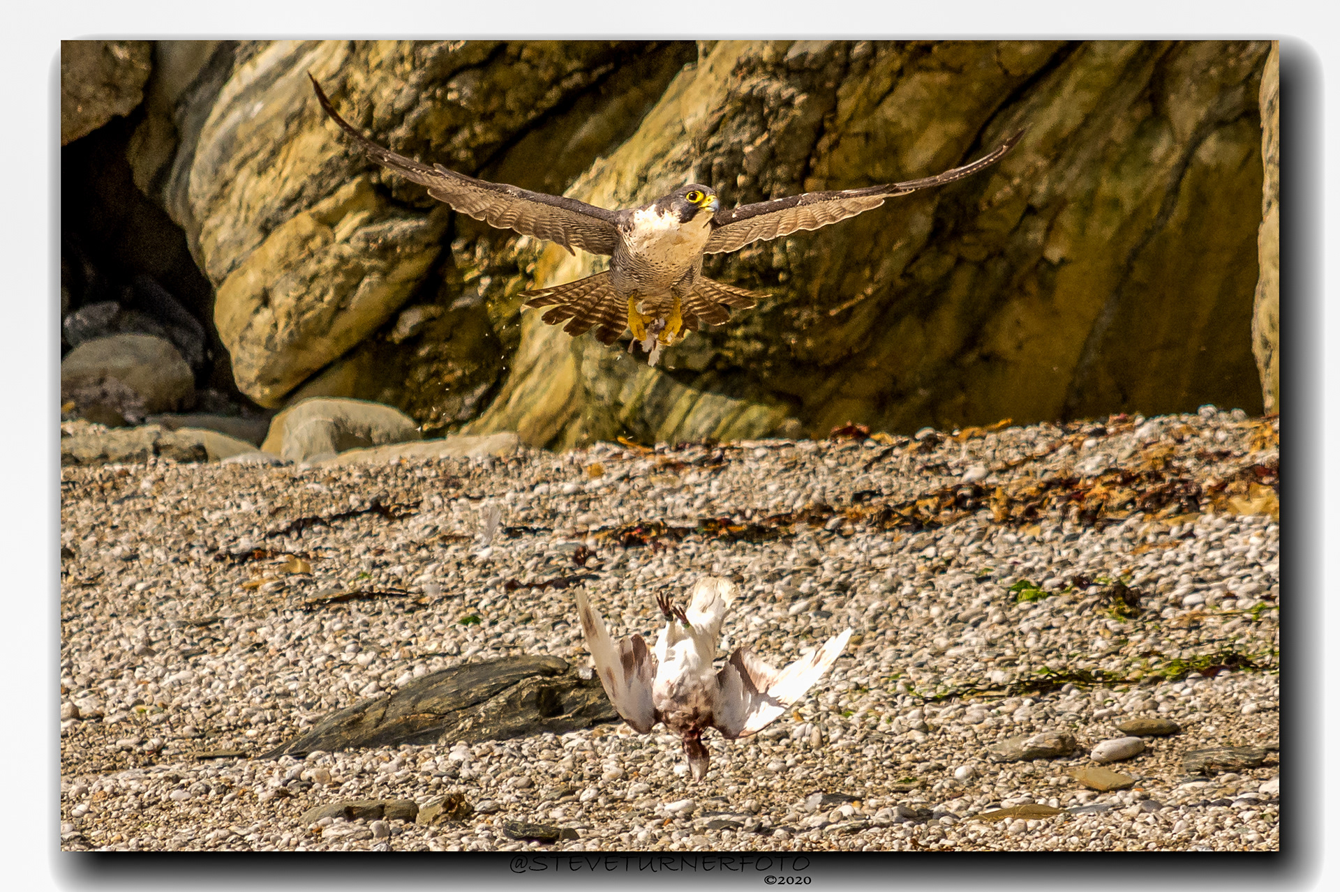 Peregrine Falcon