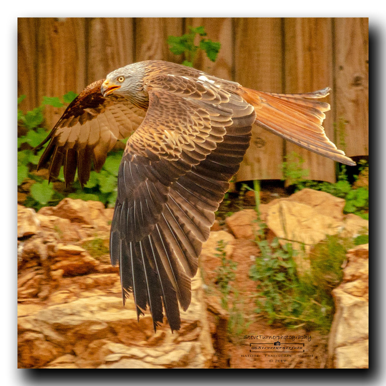 Red Kite