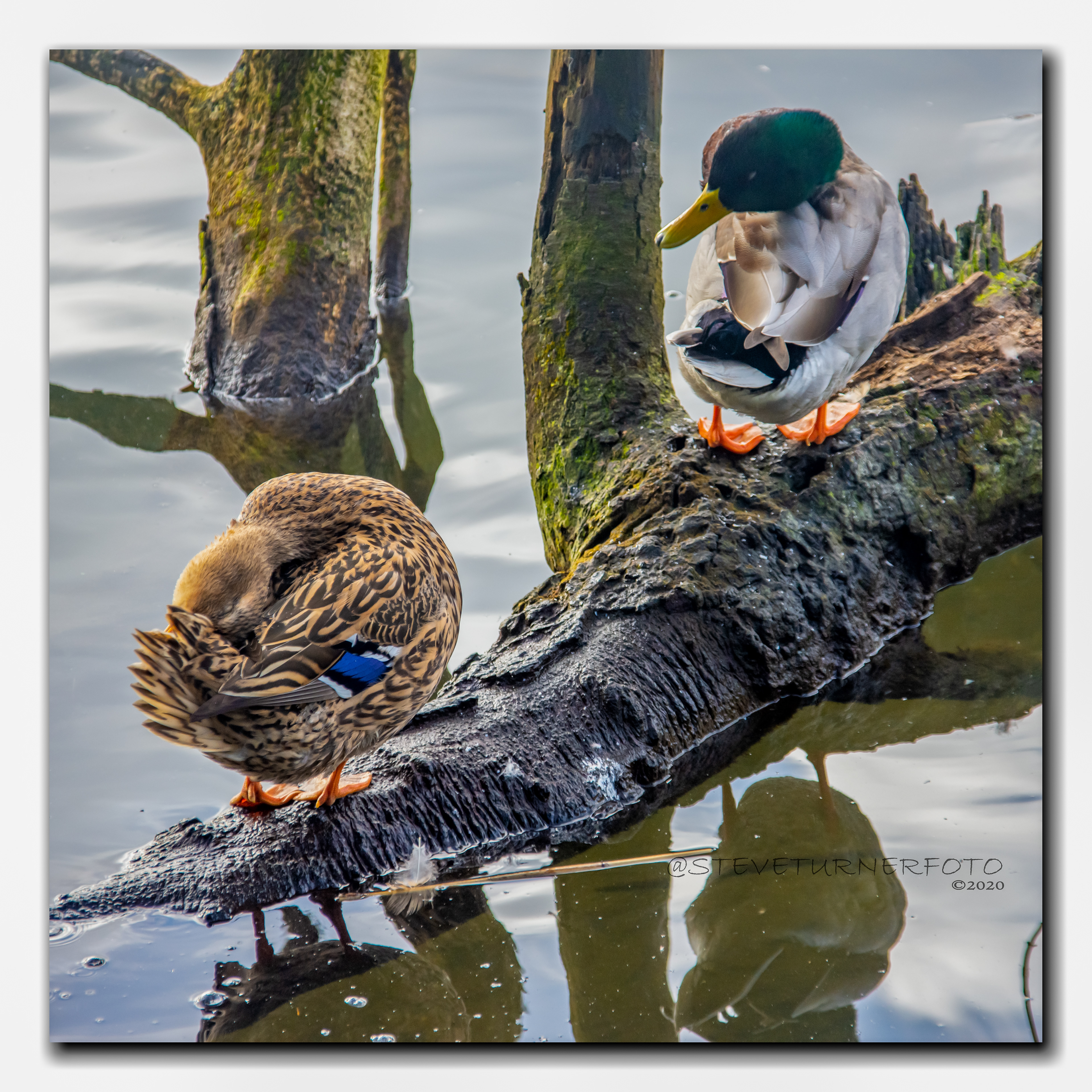 Mallard Duck