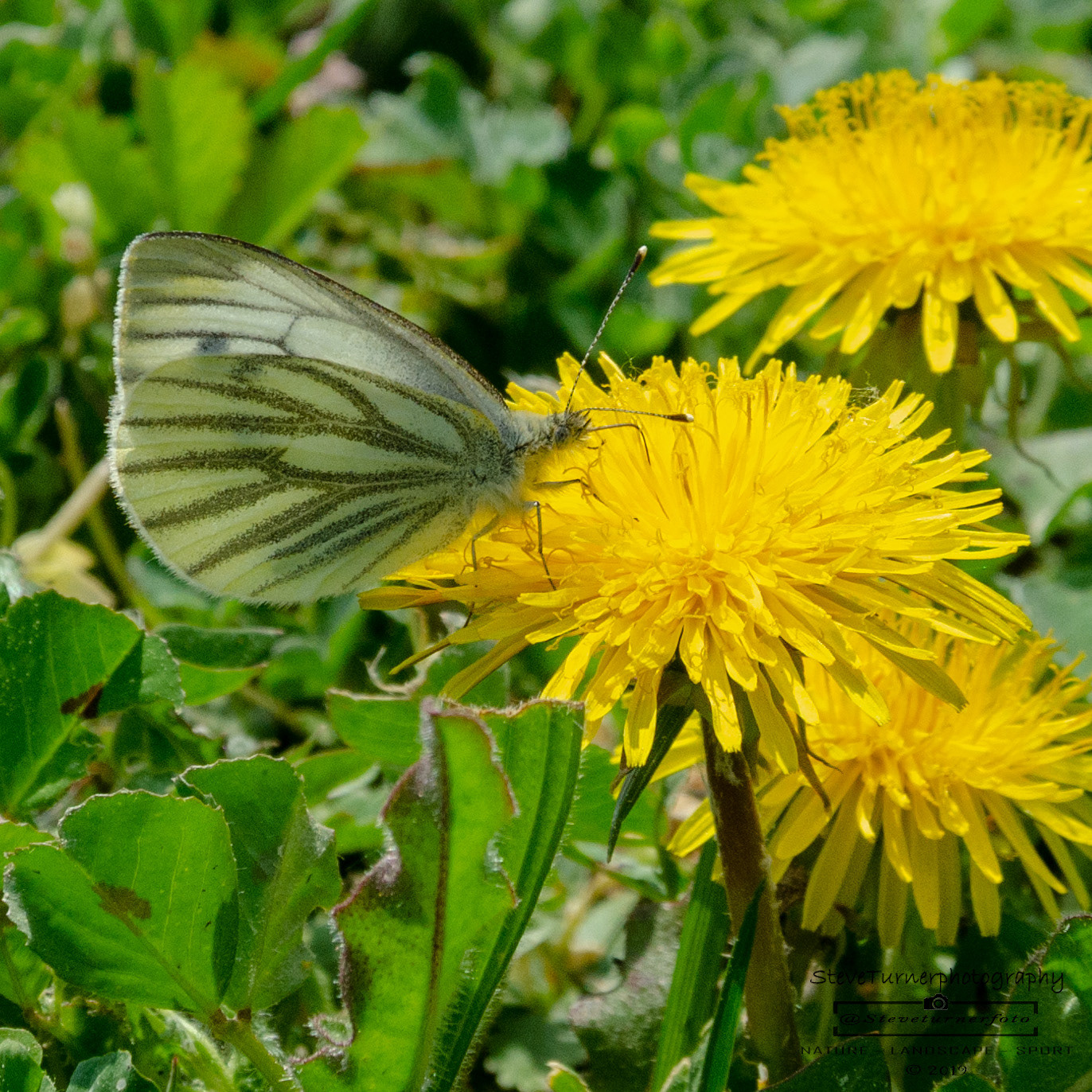 Green Veined White