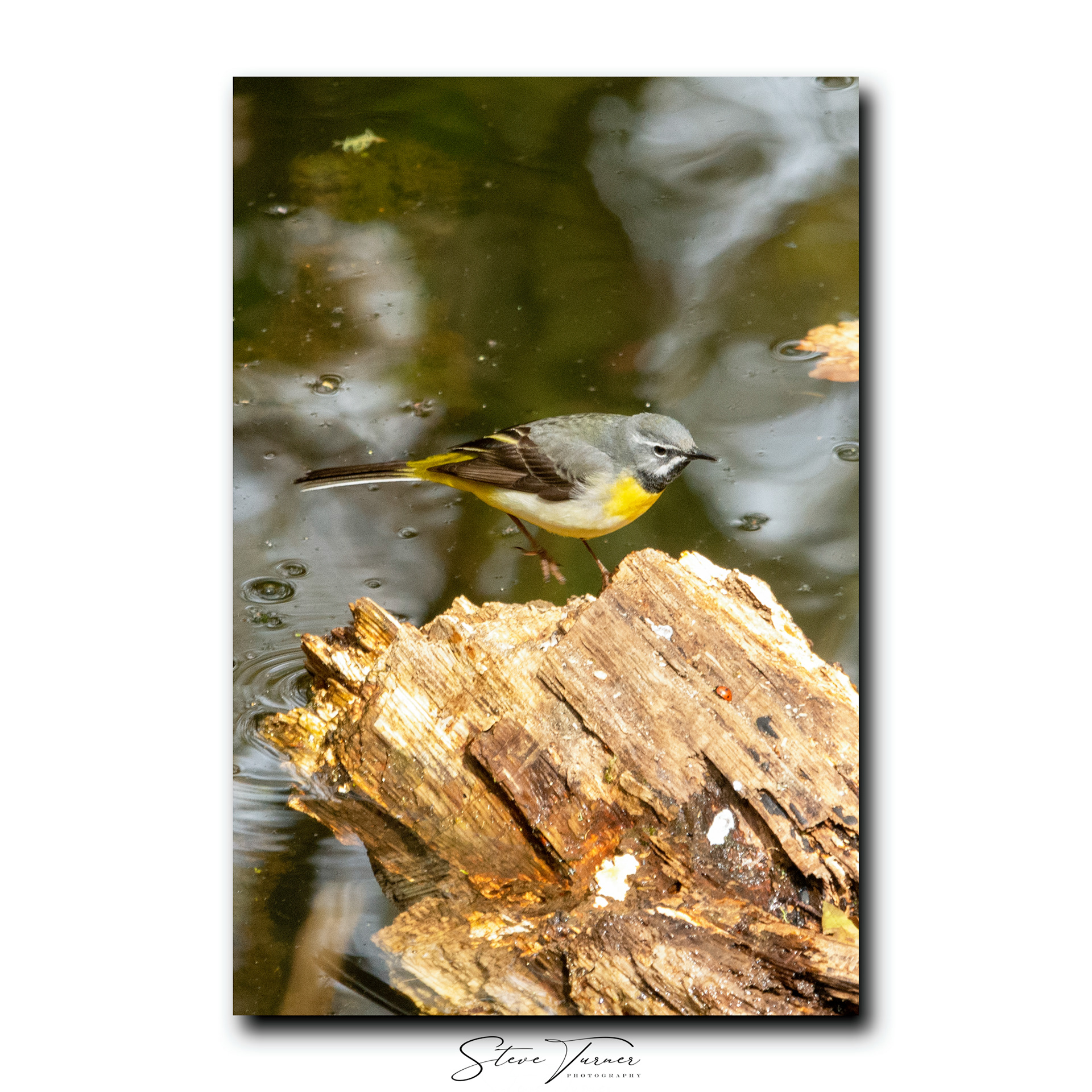 Yellow Wagtail