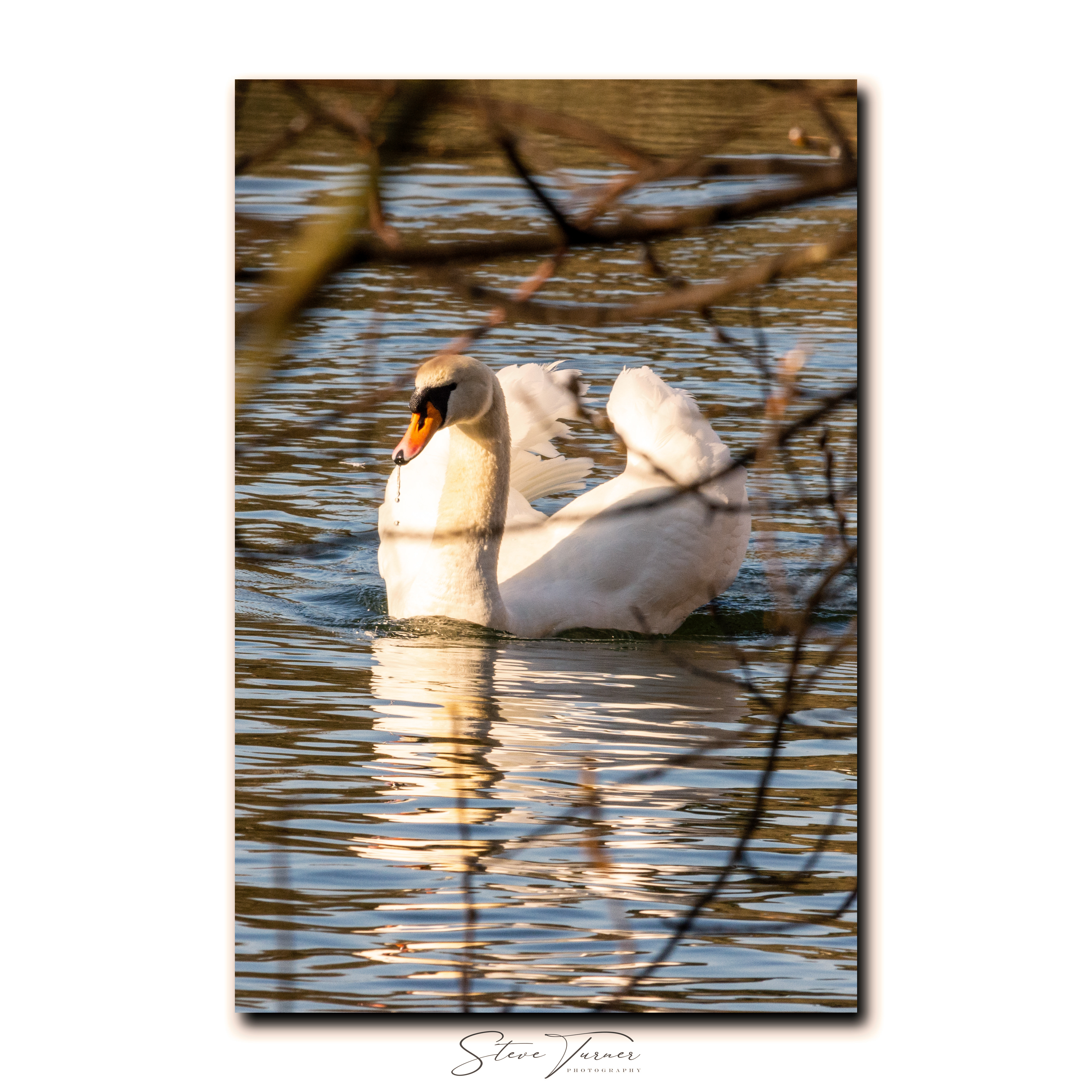 Mute Swan