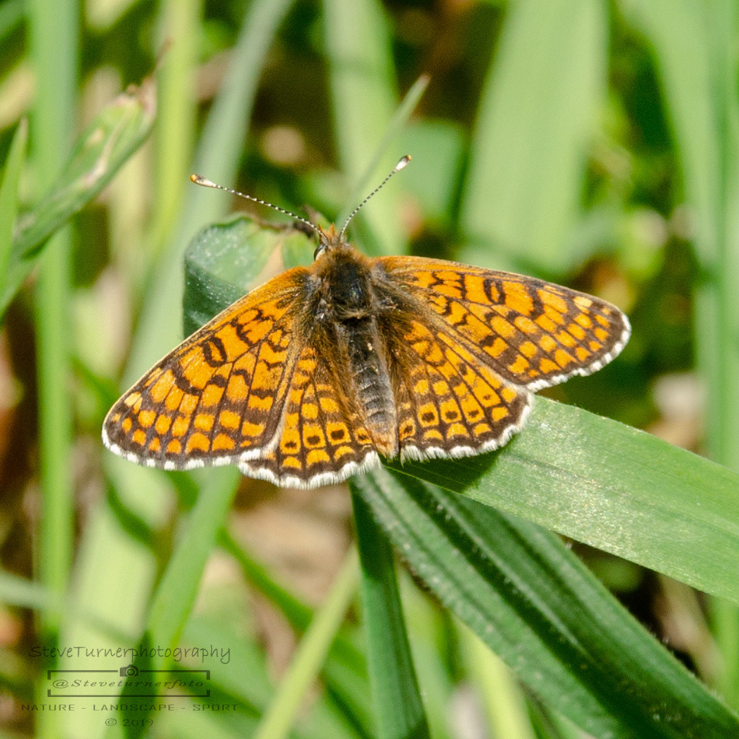 Glanville Fritillary