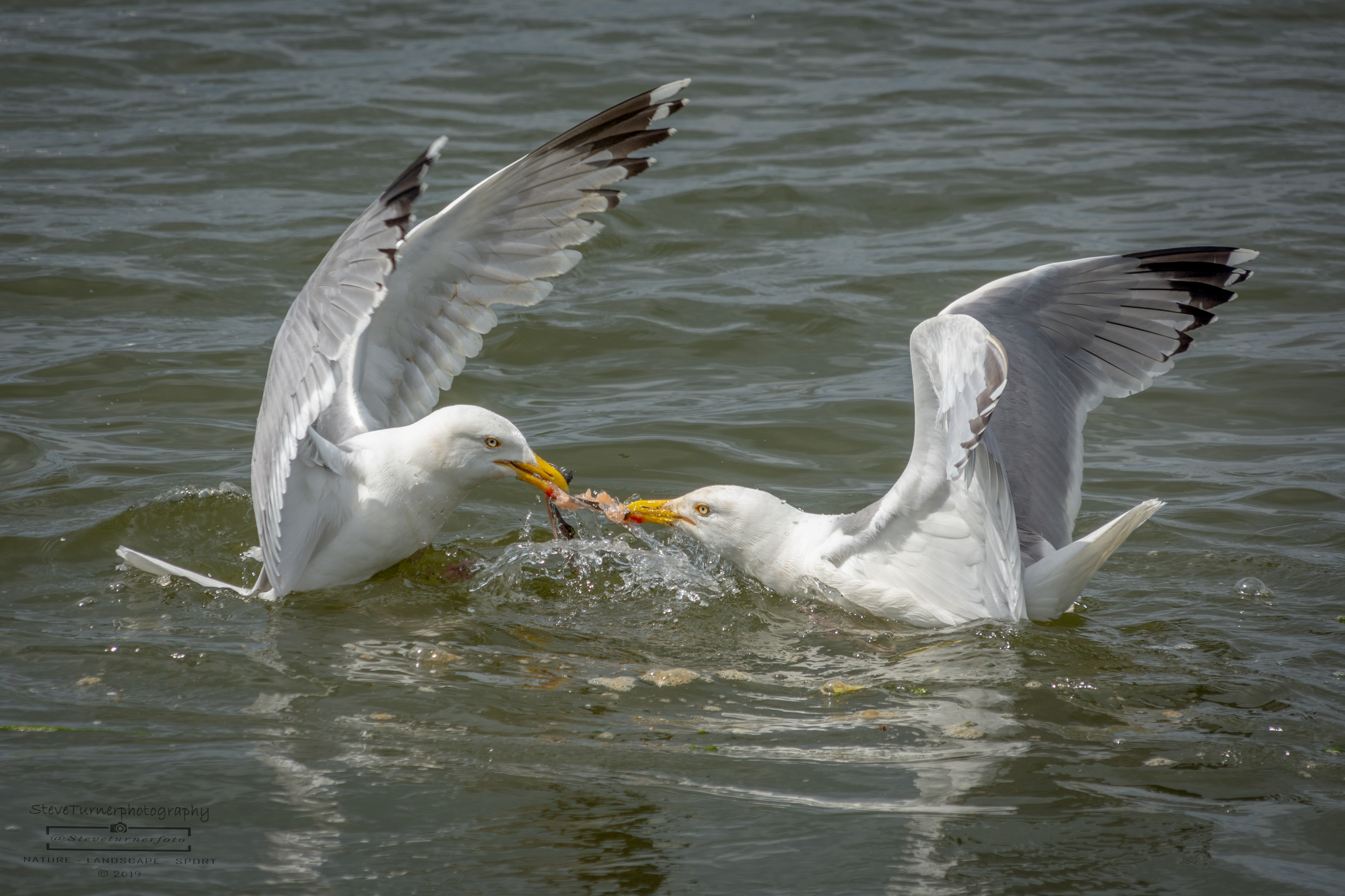 Herring Gulls