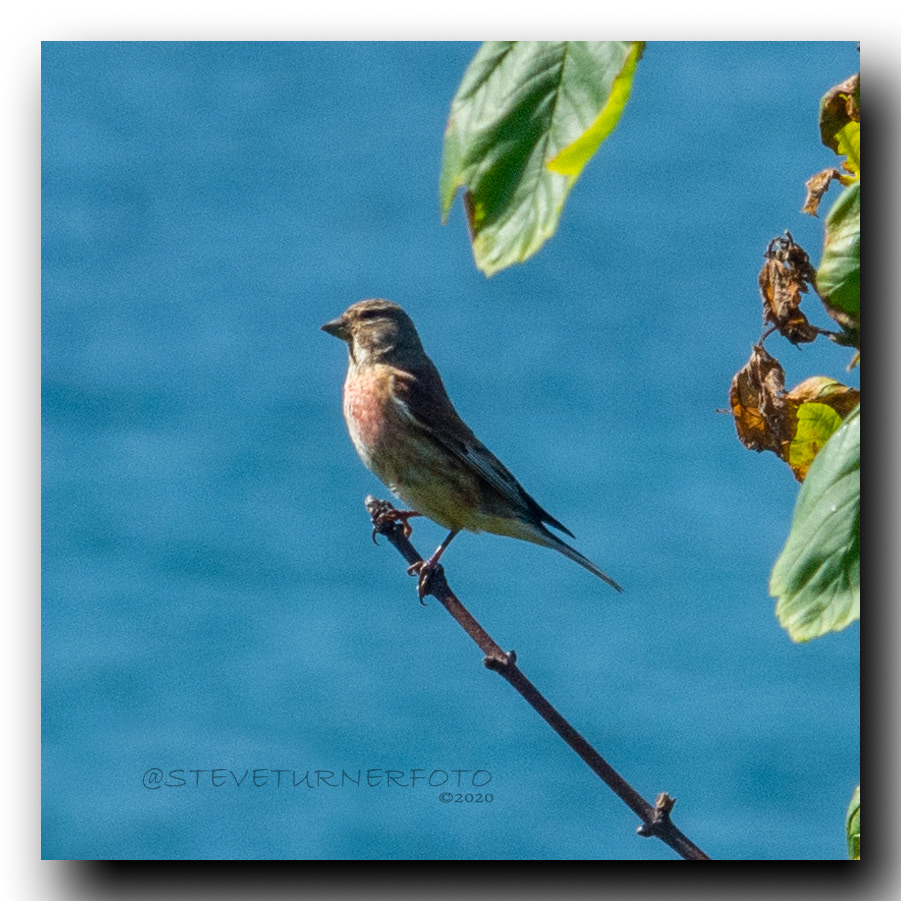 Linnet