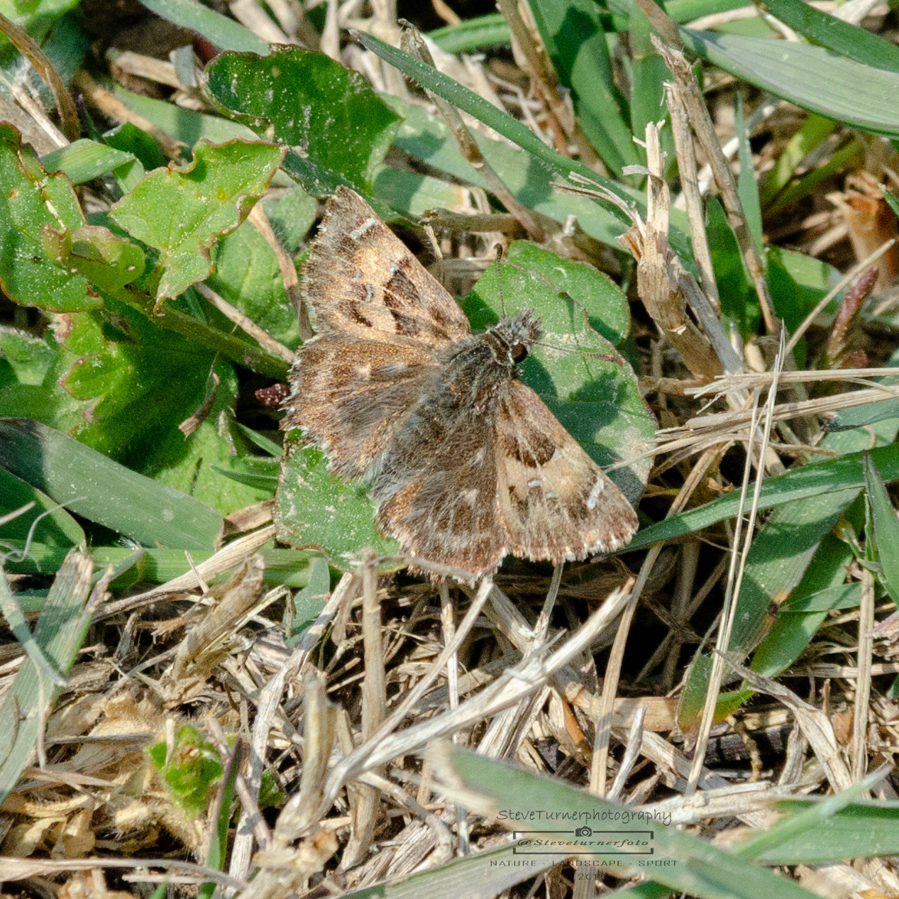 Tufted Marbled Skipper