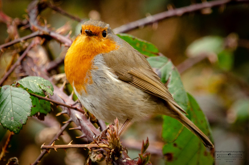Robin