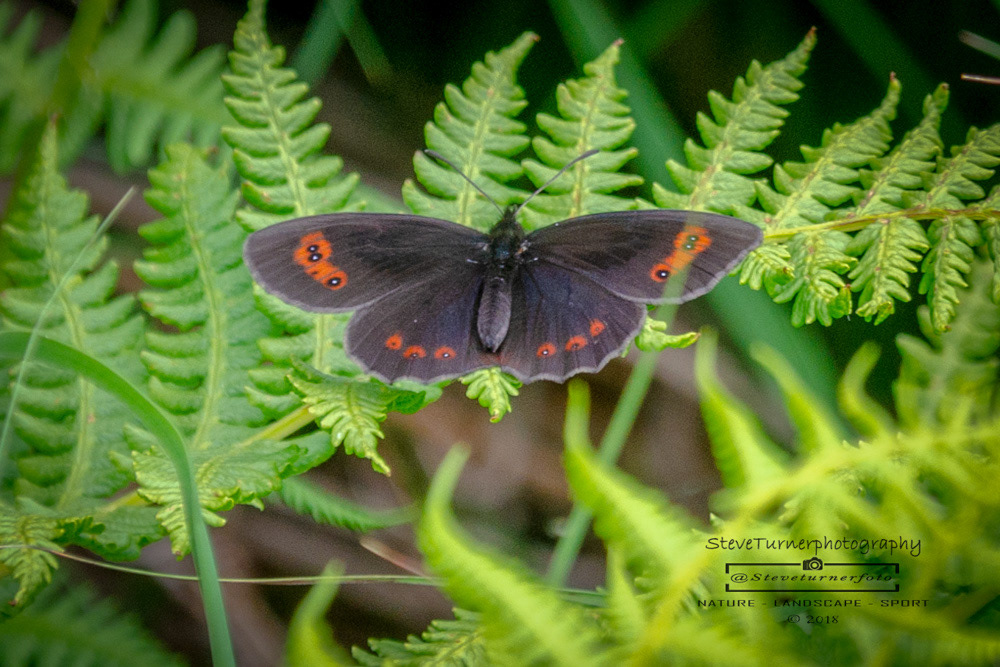 Scotch Argus