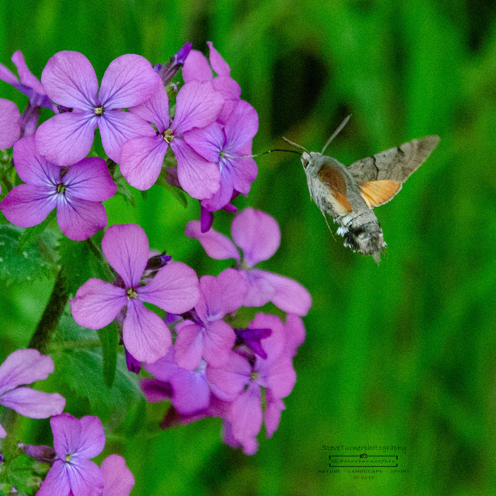 Hummingbird Moth