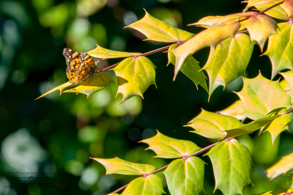 Painted Lady