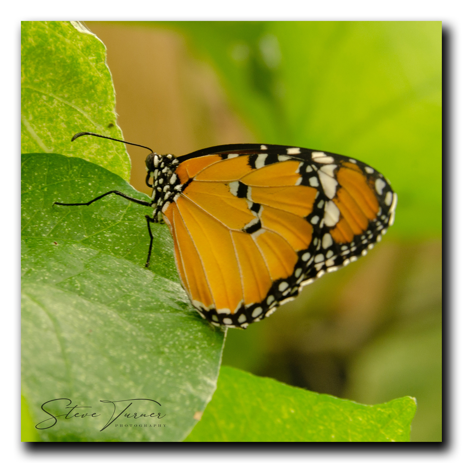 Monarch Butterfly
