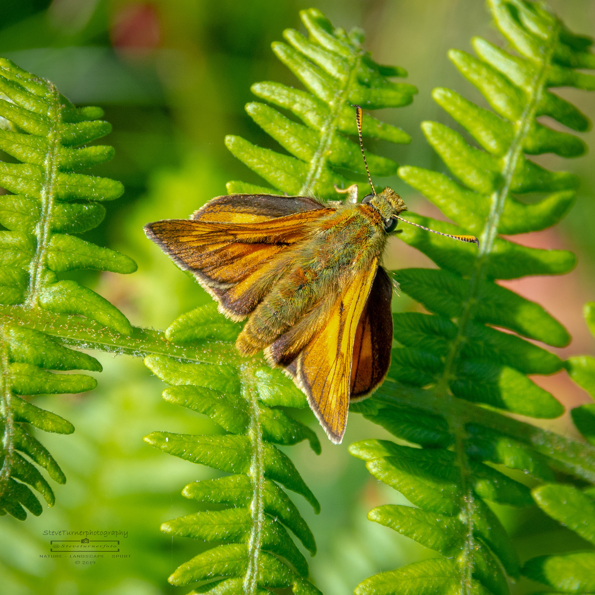 Large Skipper