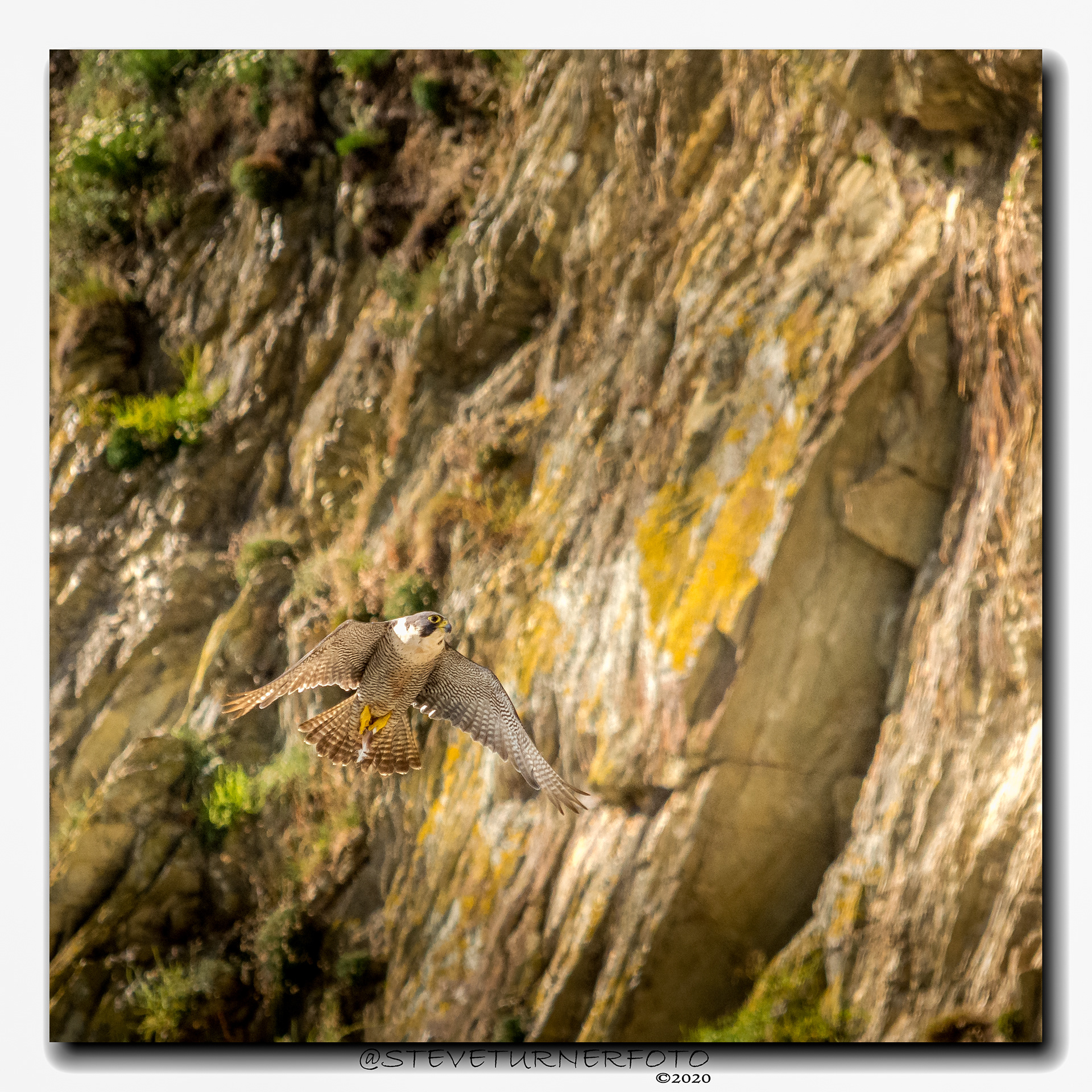 Peregrine Falcon