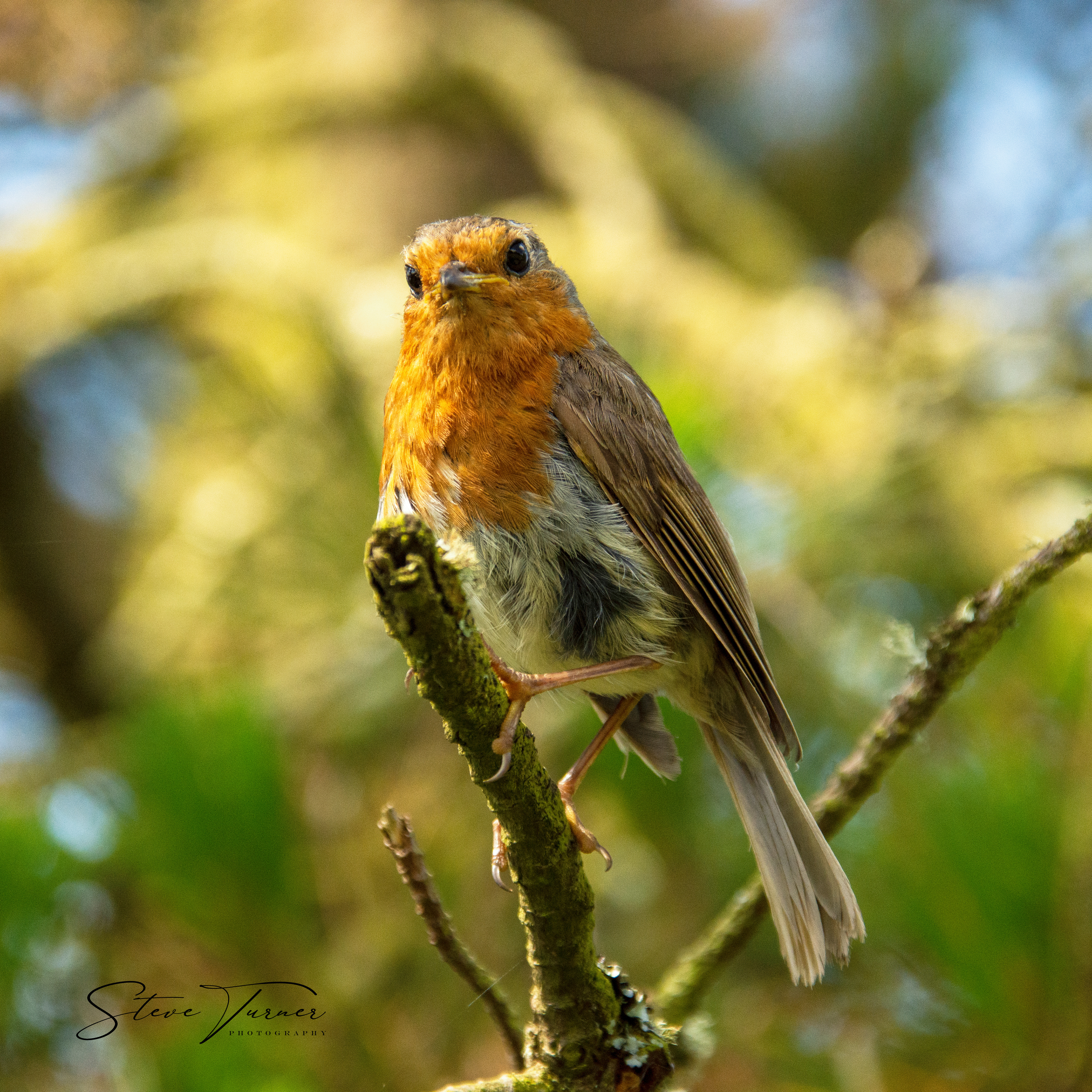 Robin