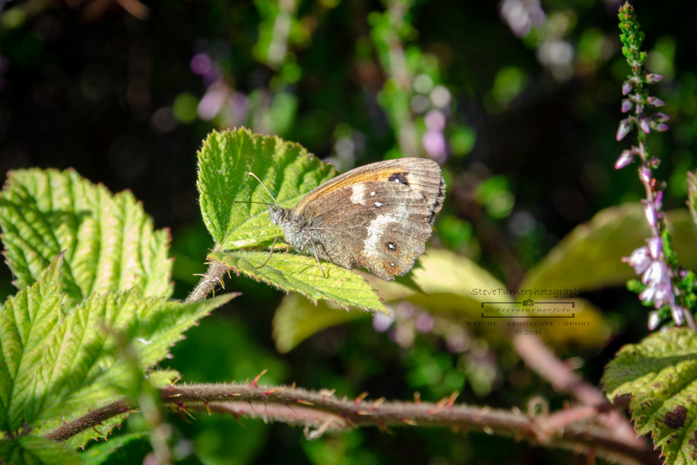 Gatekeeper