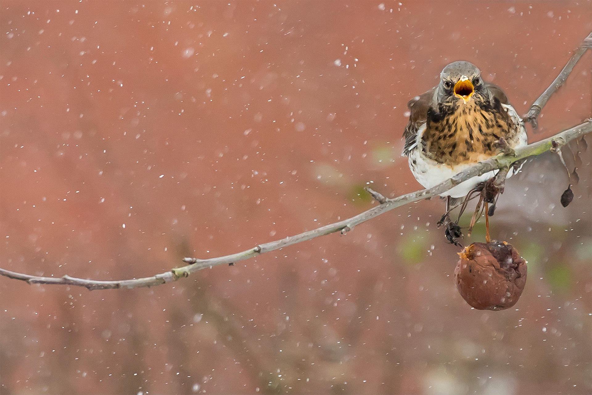 Fieldfare