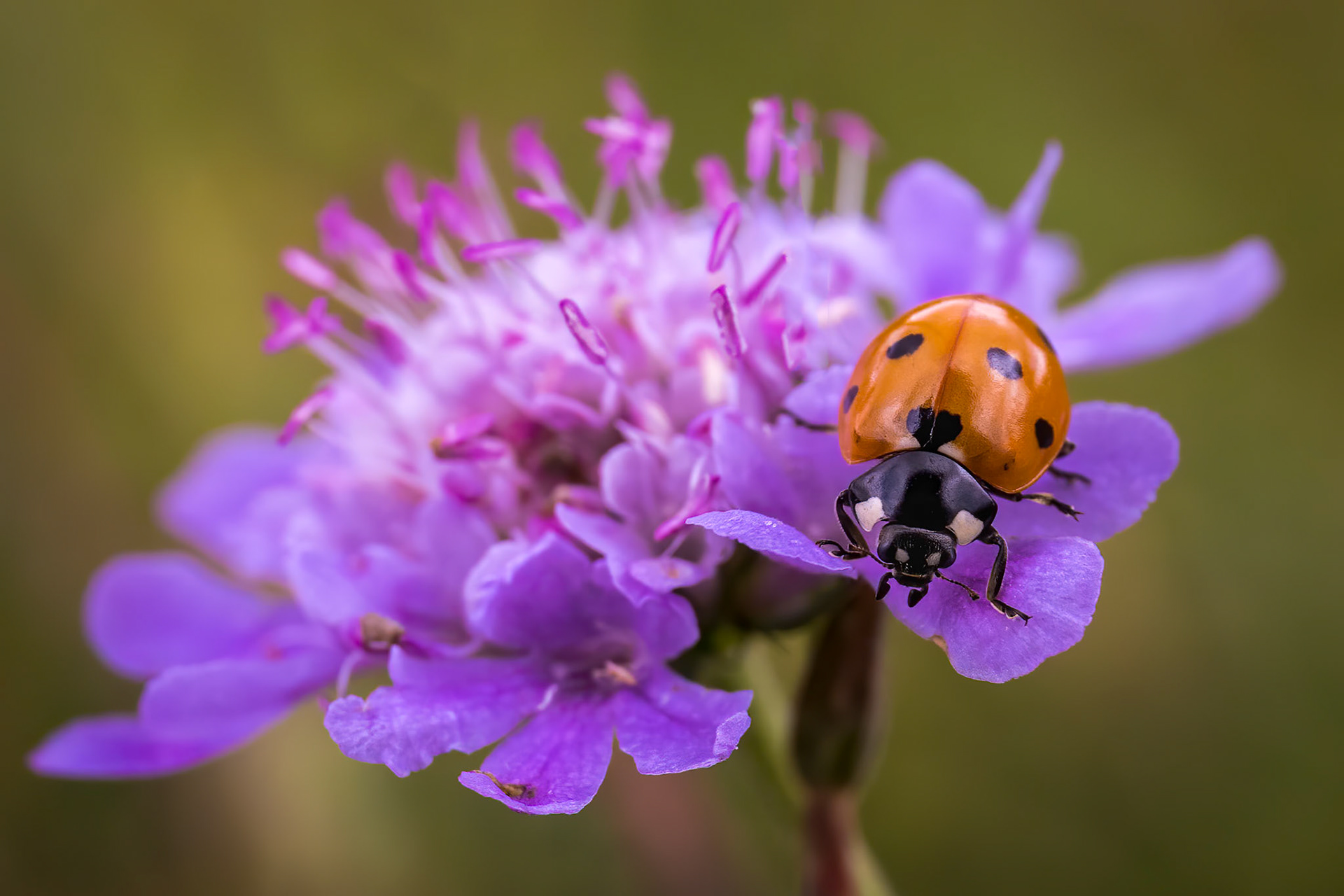 Ladybird