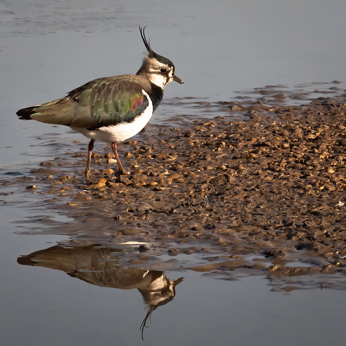 Lapwing