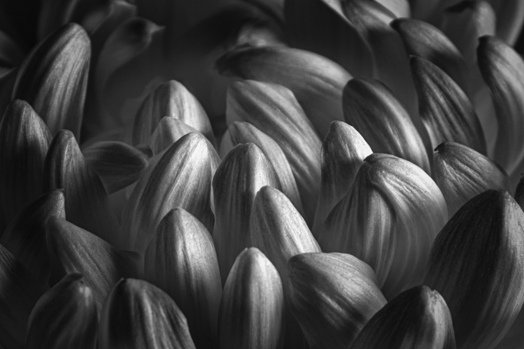Chrysanthemum Petals