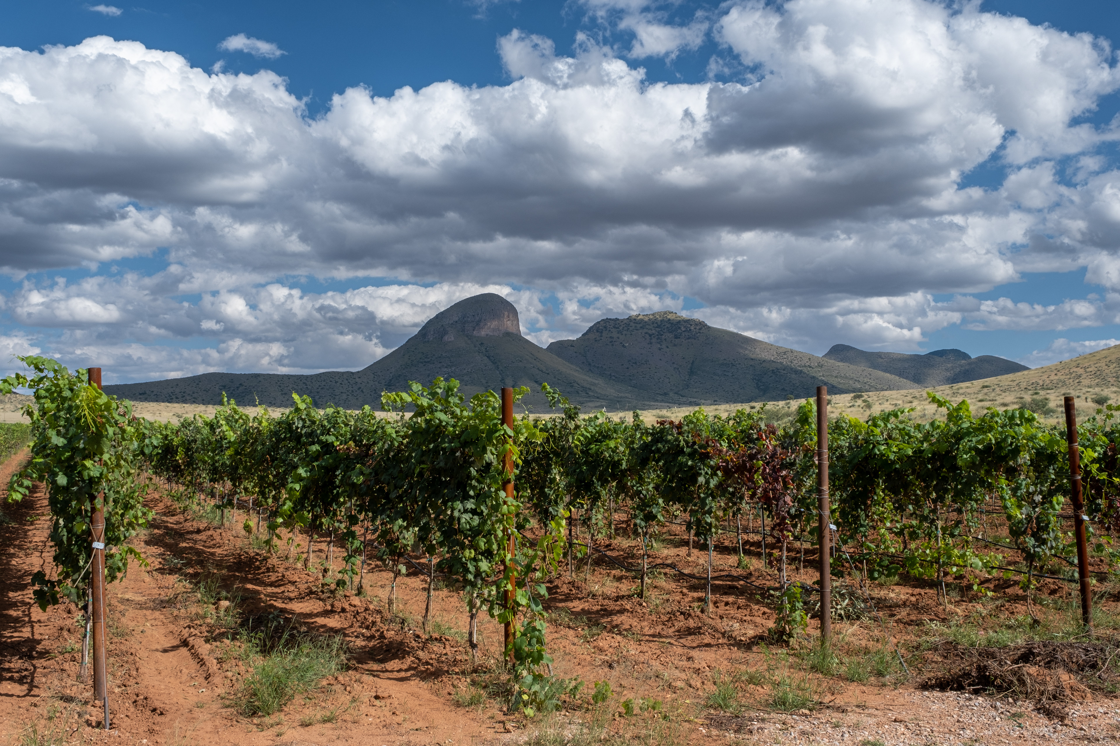 Los Millics Vineyard