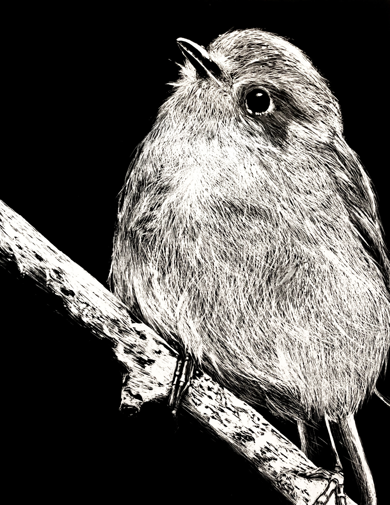 Bird Portrait, Scratchboard, 2019.