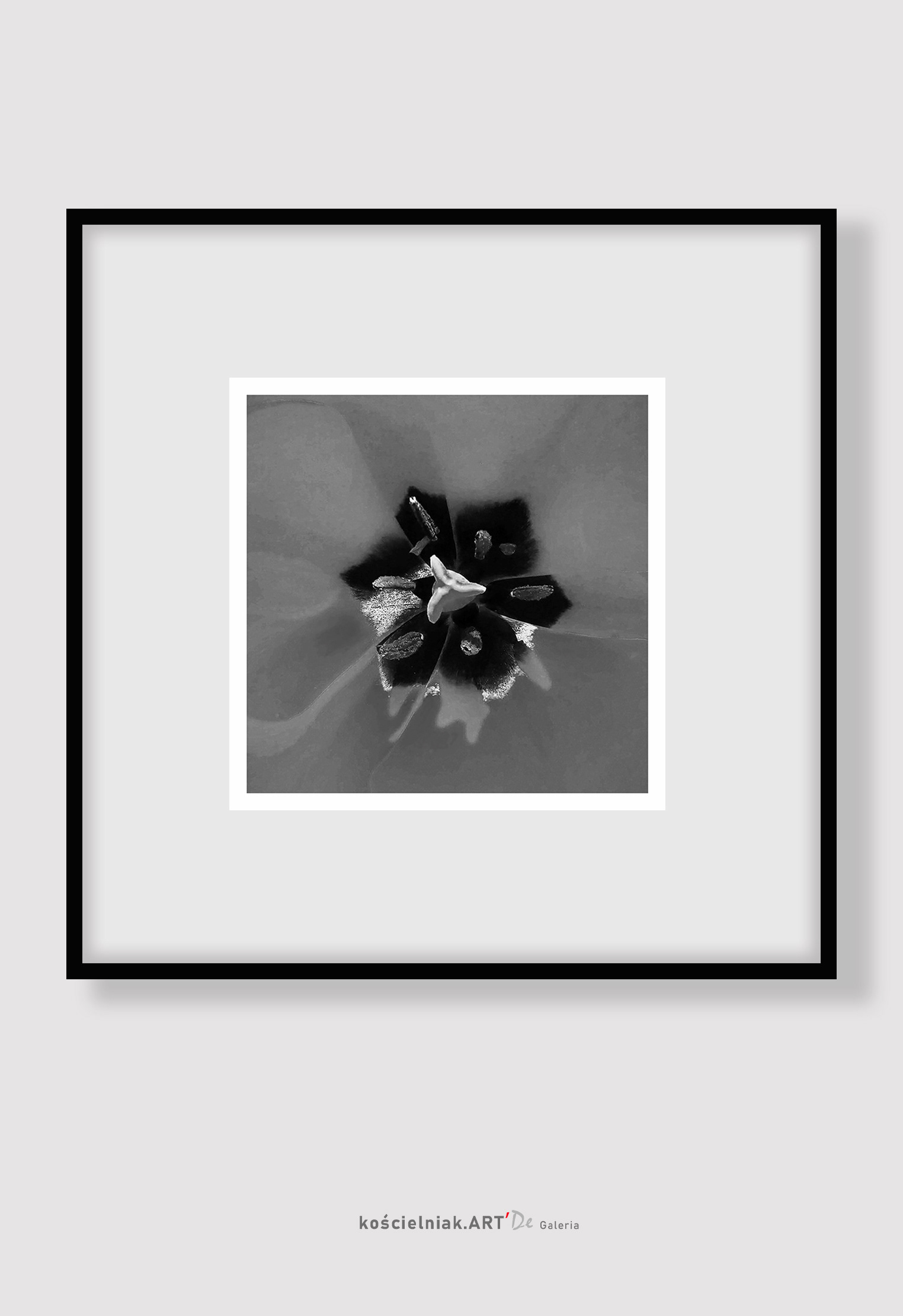 TULIPAN cb '2018__25x25_28x28__39I40