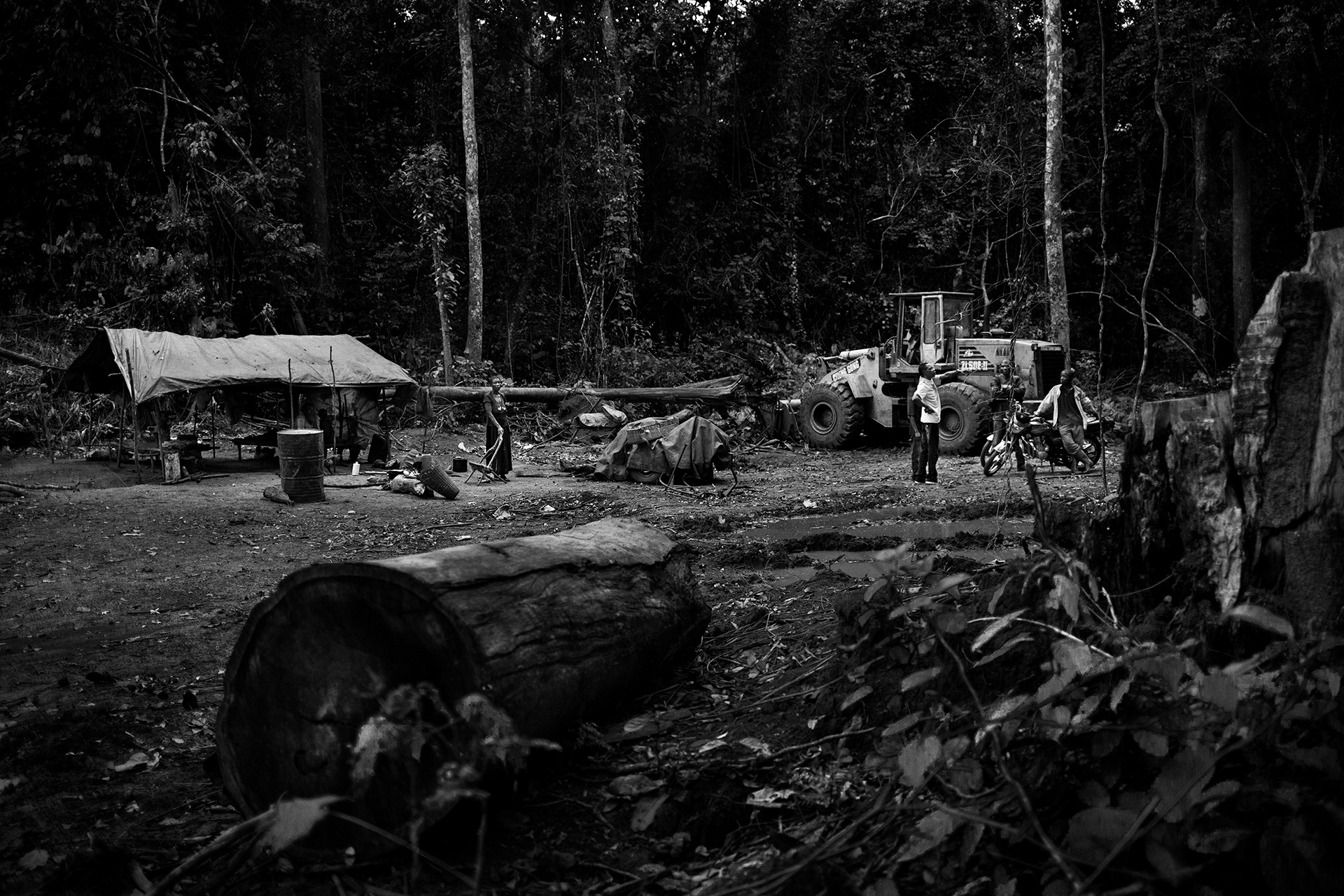 Babiondo, Tshopo, July 2016. Logging site in a forestry concession of the Bego-Congo company.