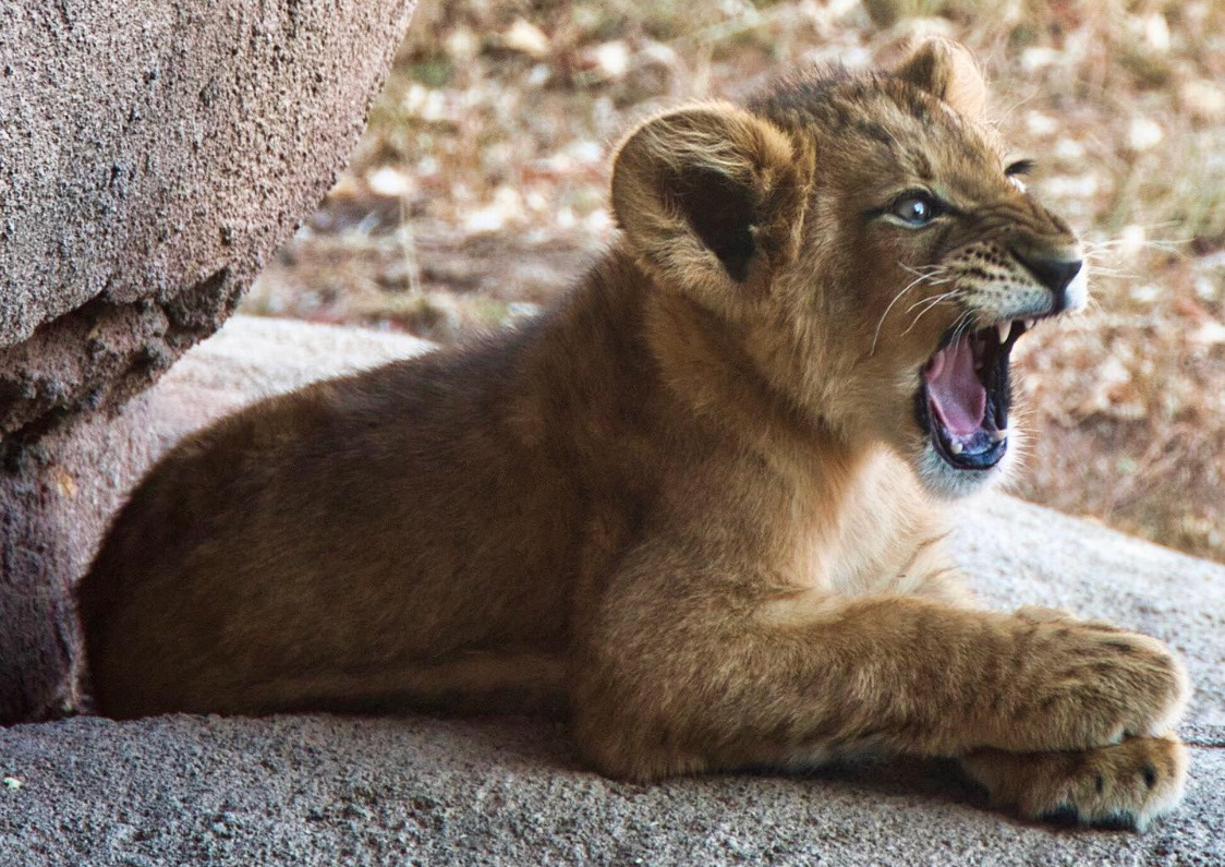 Denver Zoo