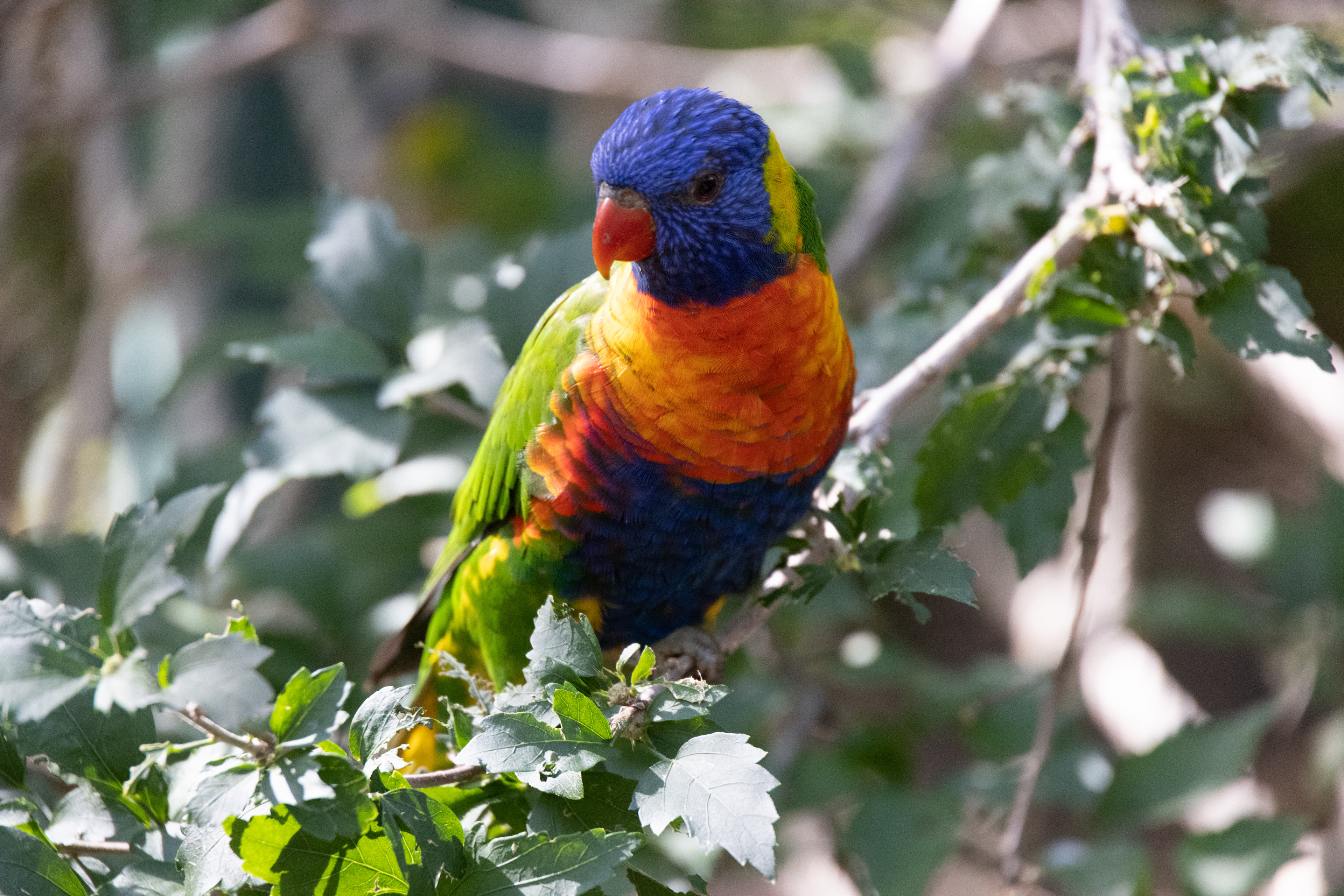 Denver Zoo