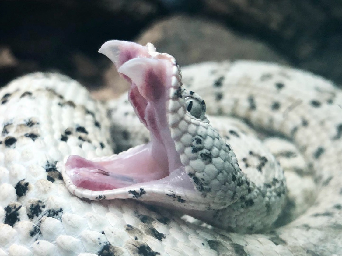Denver Zoo