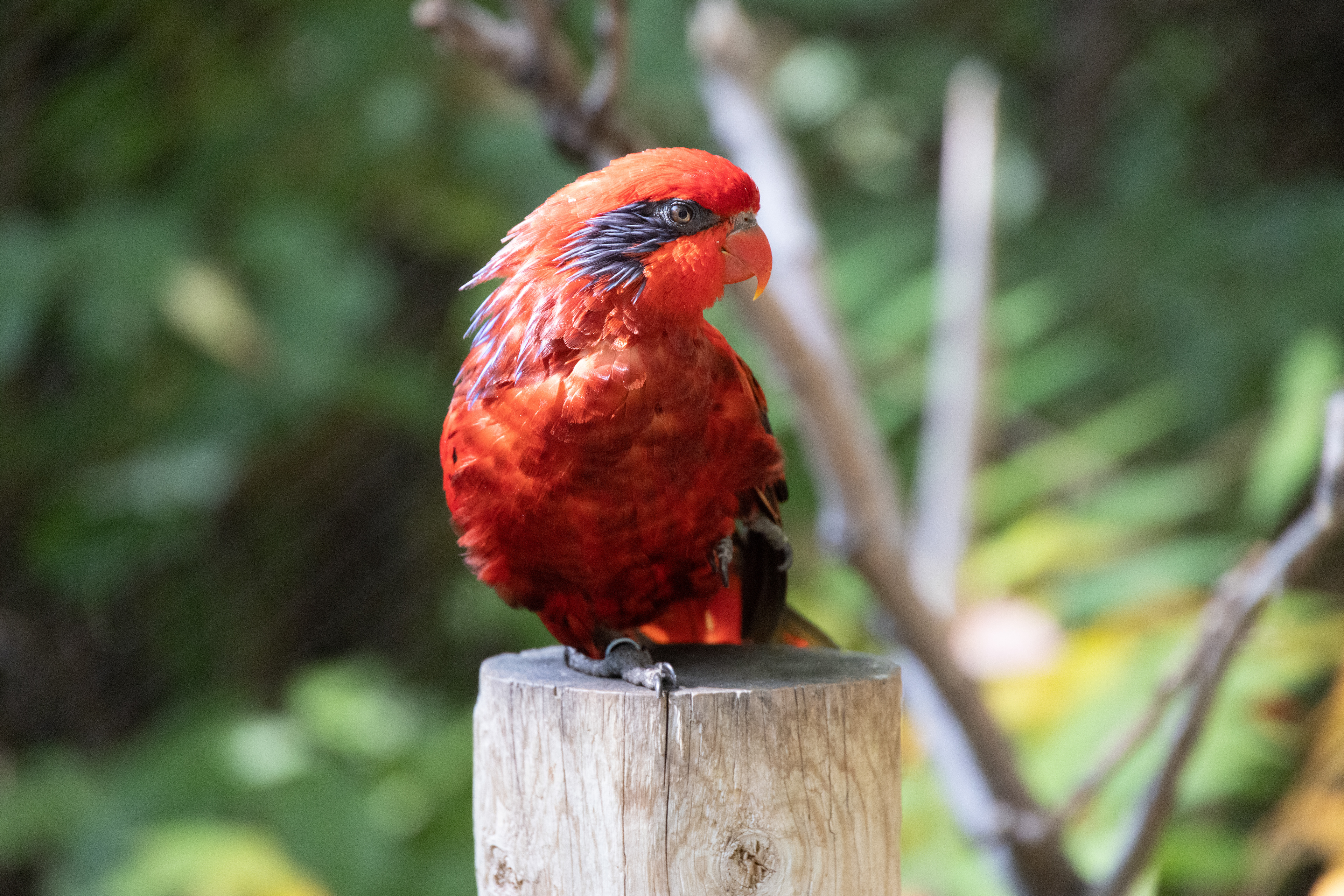 Denver Zoo