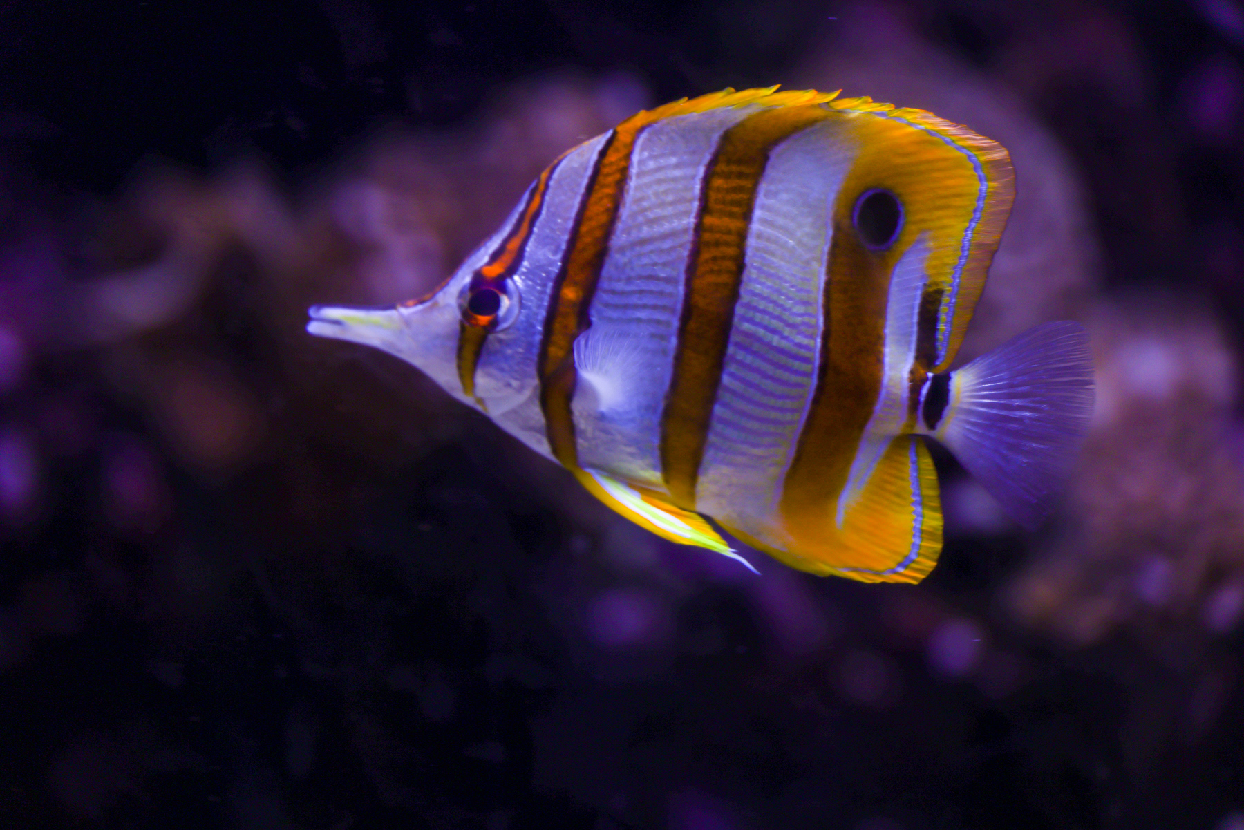 Denver Aquarium