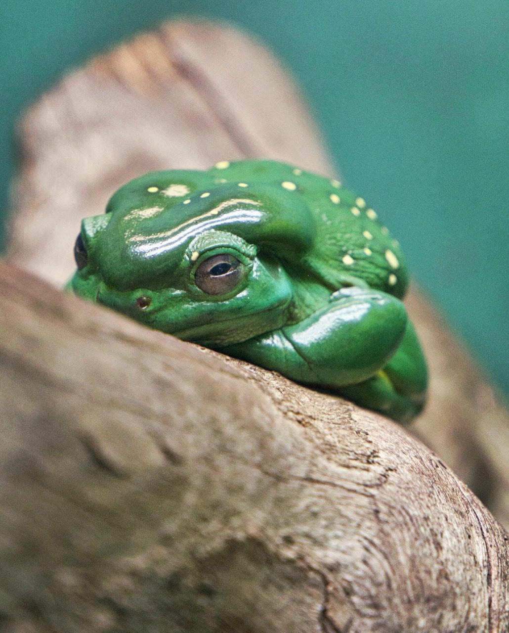Denver Zoo