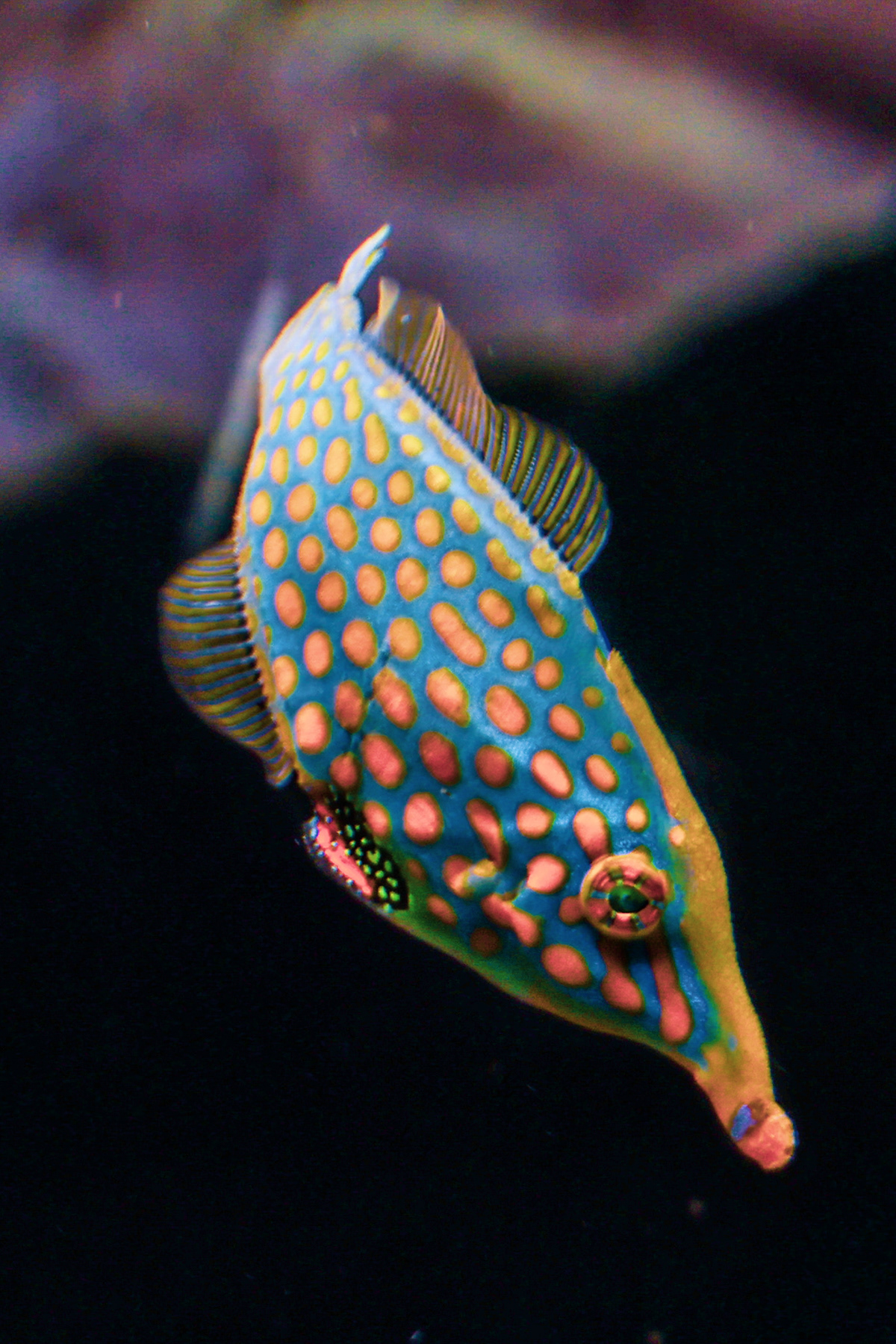 Denver Aquarium
