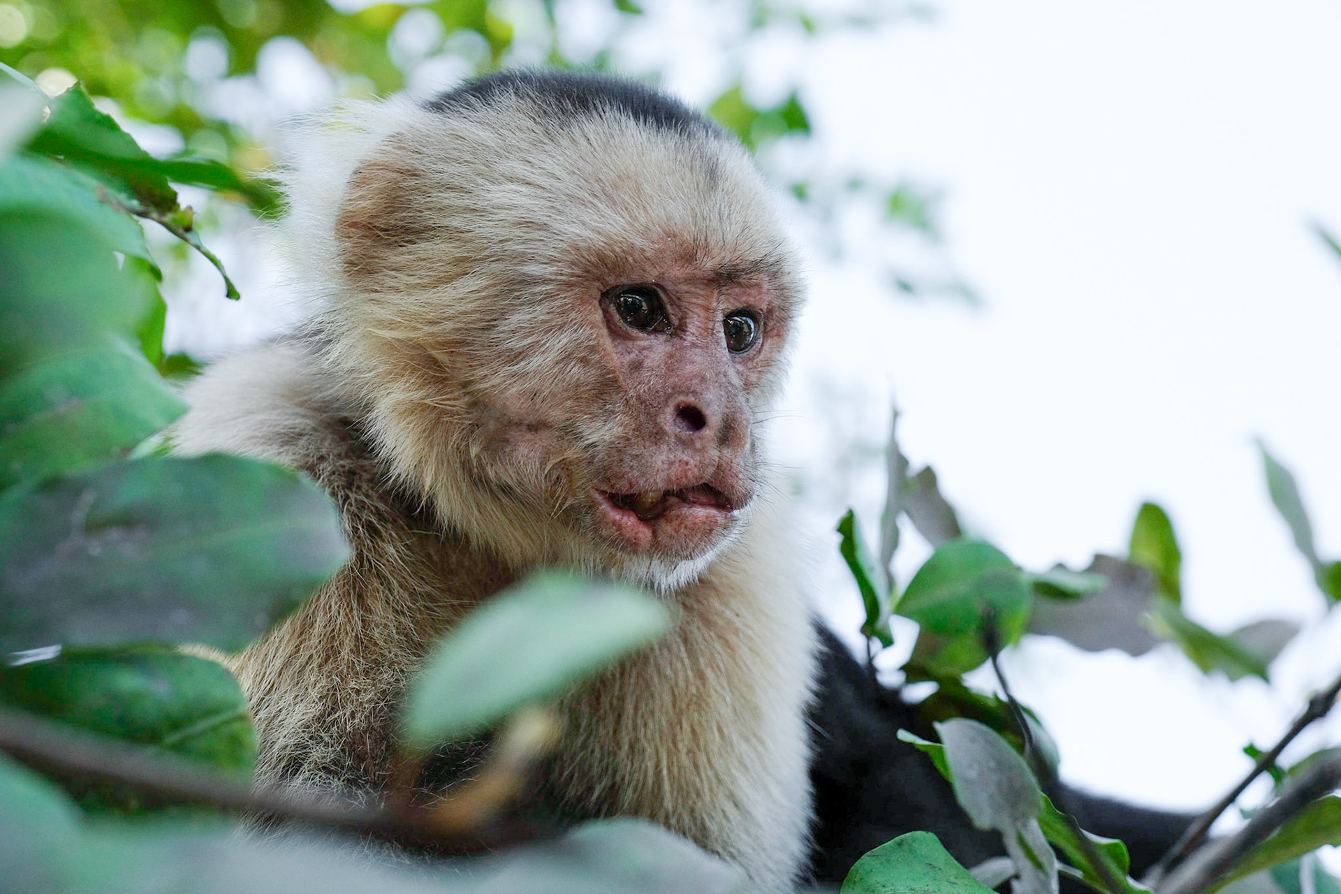White-Faced Capuchin (Cebus Imitator) alpha male.