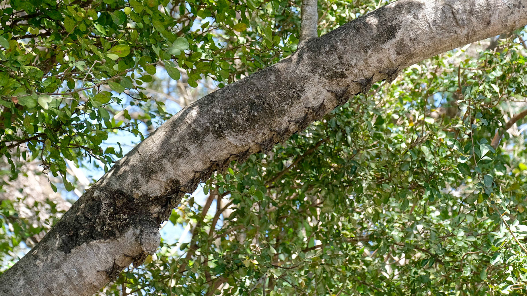 Sleeping in a line, these greater sac-winged bats (Saccopteryx Bilineata) camouflage themselves to resemble a snake. 