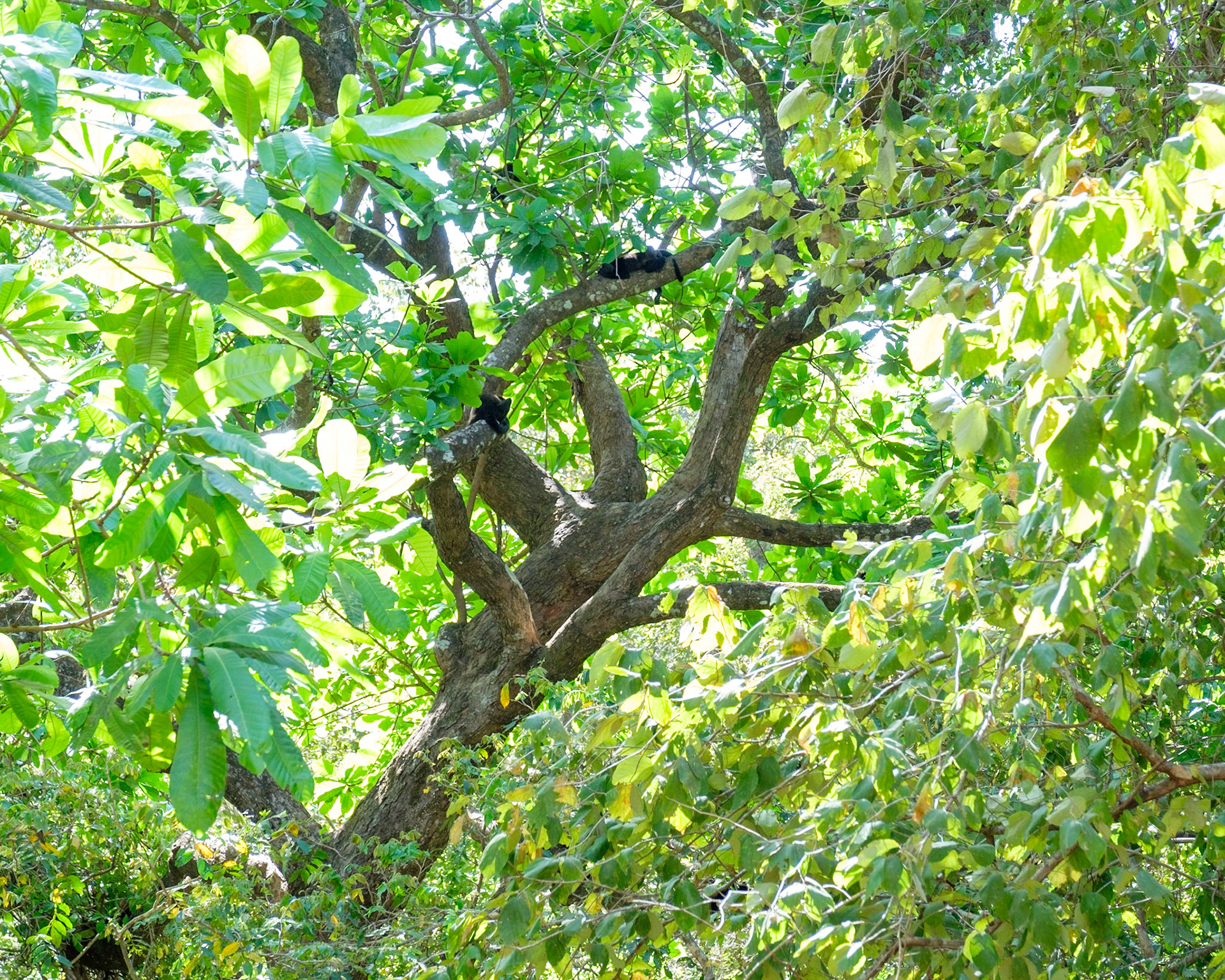 Sleeping Howler Monkeys.  Costa Rica