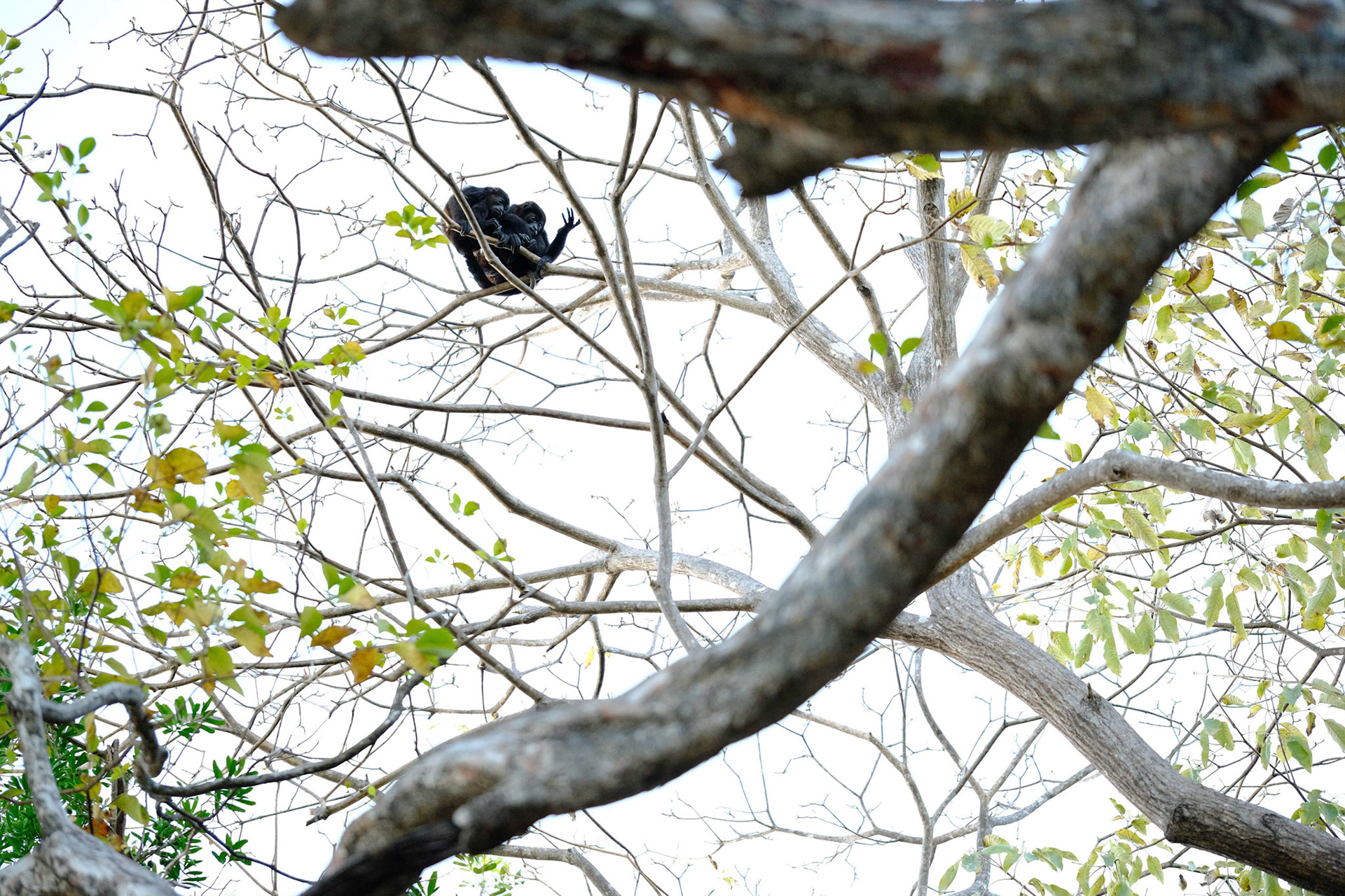 Howler Monkeys.  Costa Rica