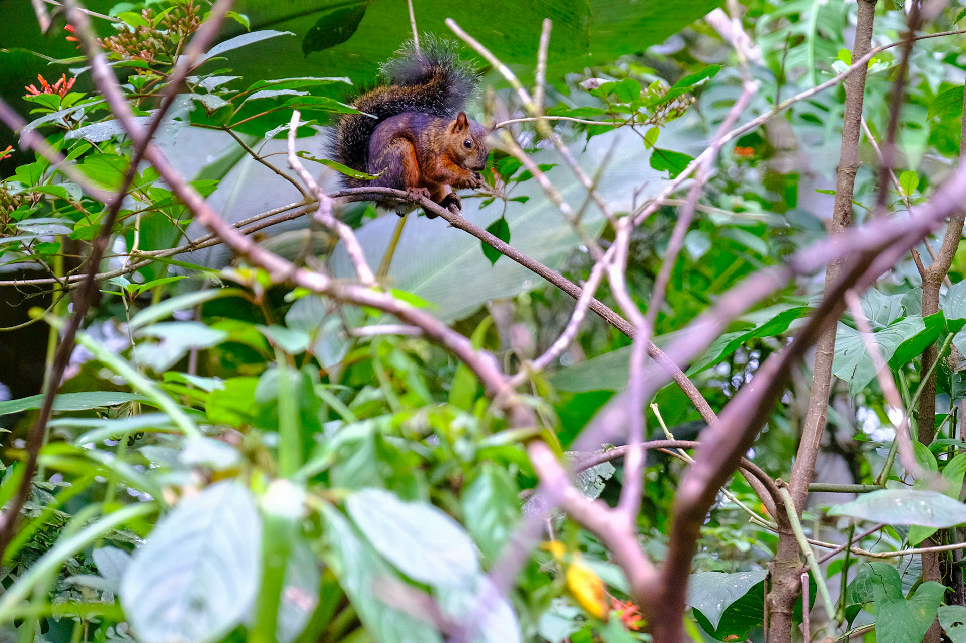 Variegated Squirrel (Sciurus variegatoides).  Costa Rica.