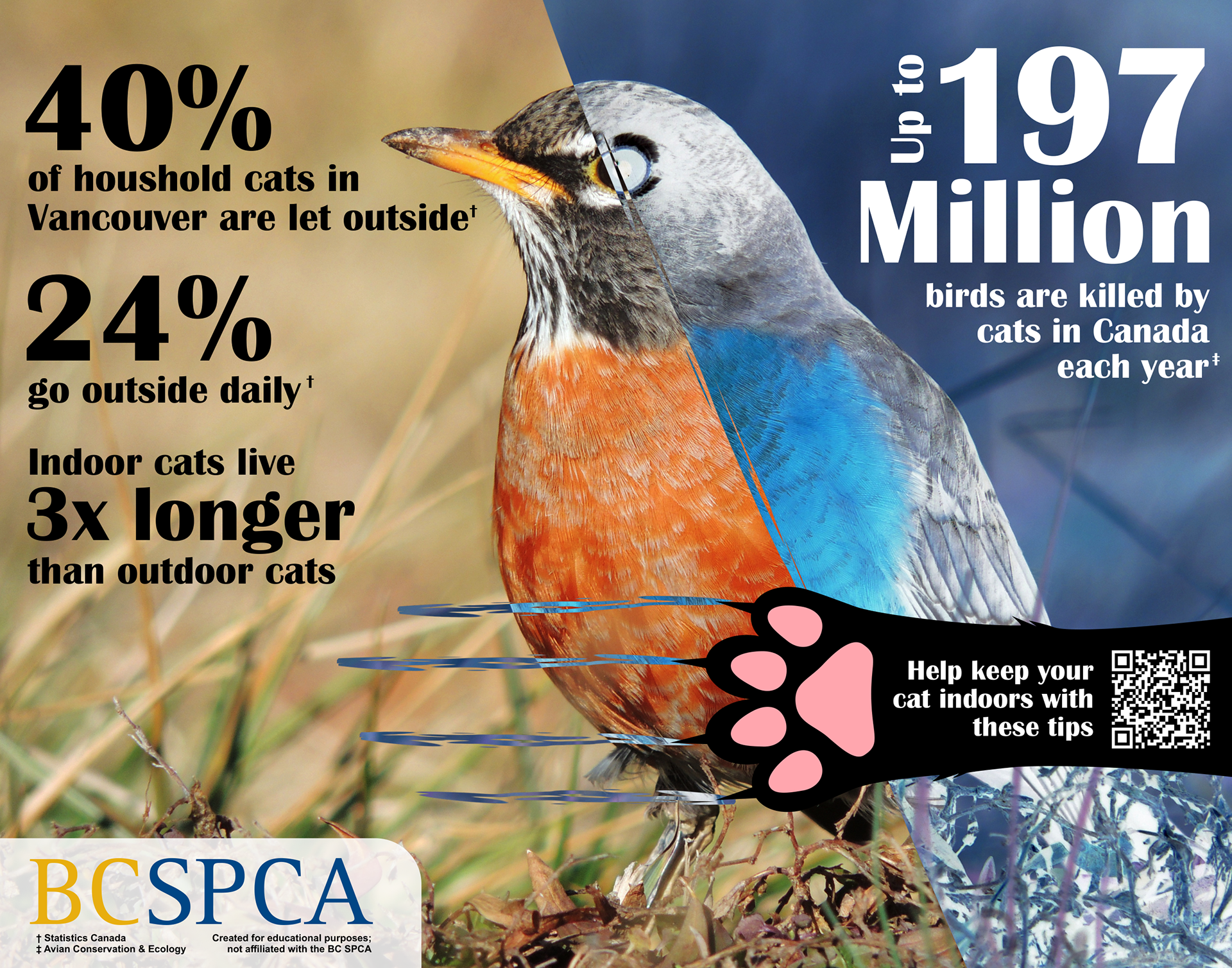 A hypothetical infographic for the BC SPCA to encourage keeping cats indoors.