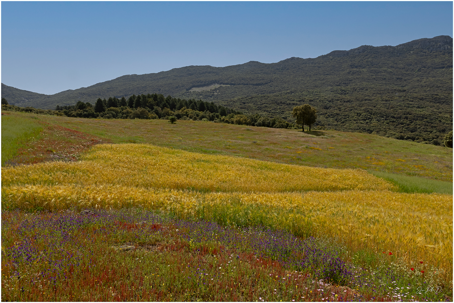 Tazekka parc, Morocco 2025.05 - #DK012