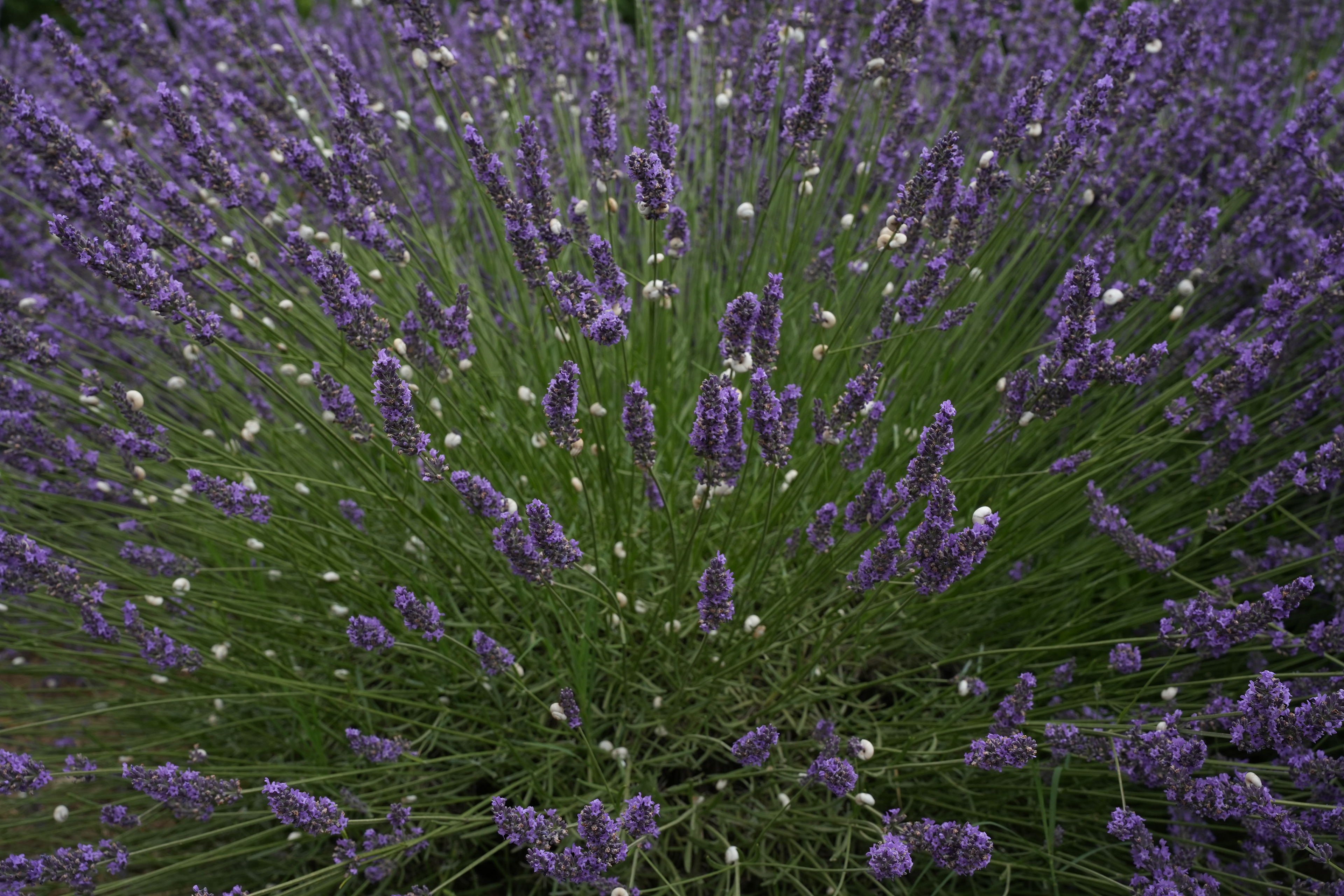 Lacoste, France. Digital, 2024