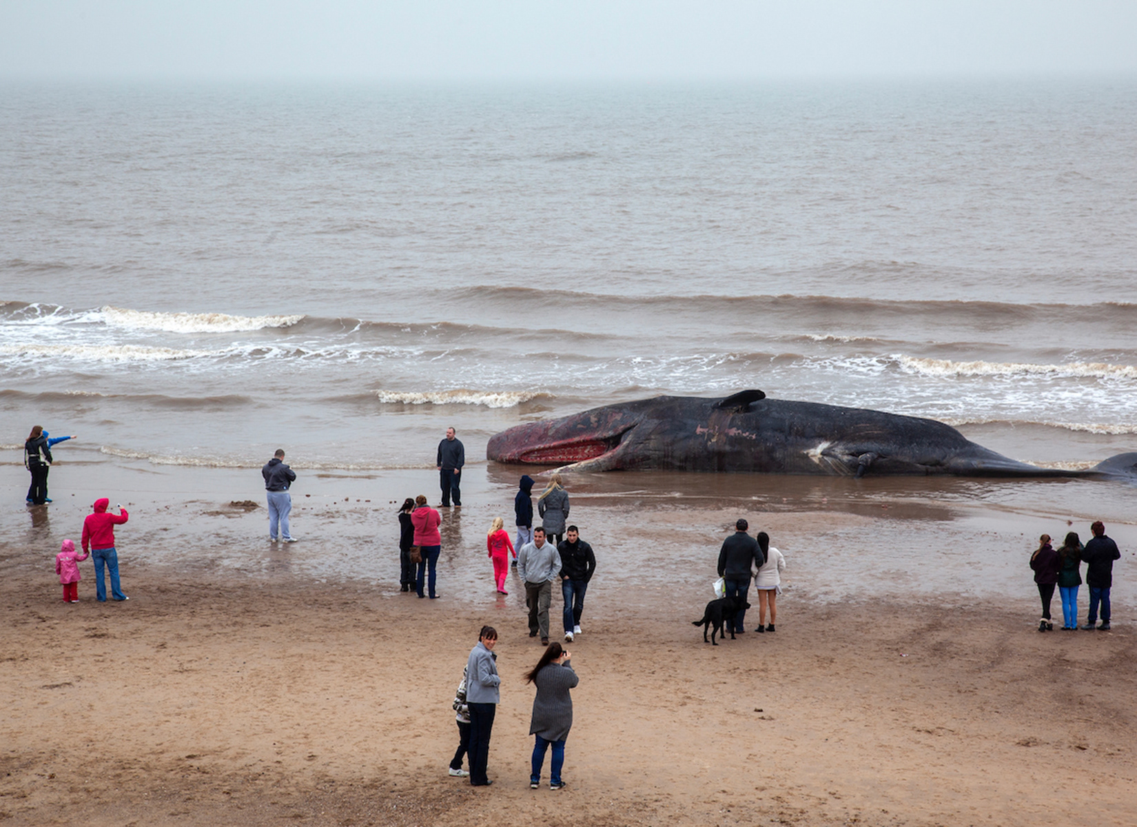 Dead sperm whale washed up on Skegness Beach
