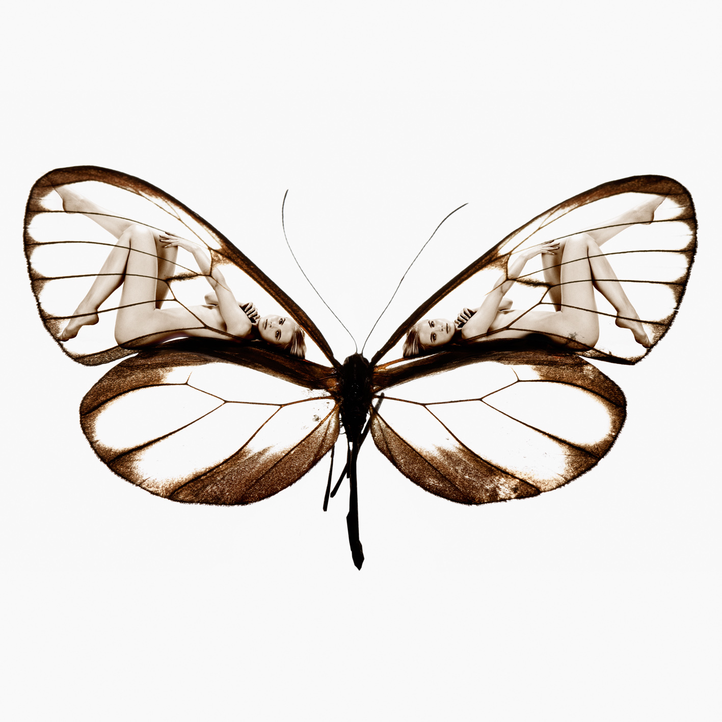 Бабочка арт