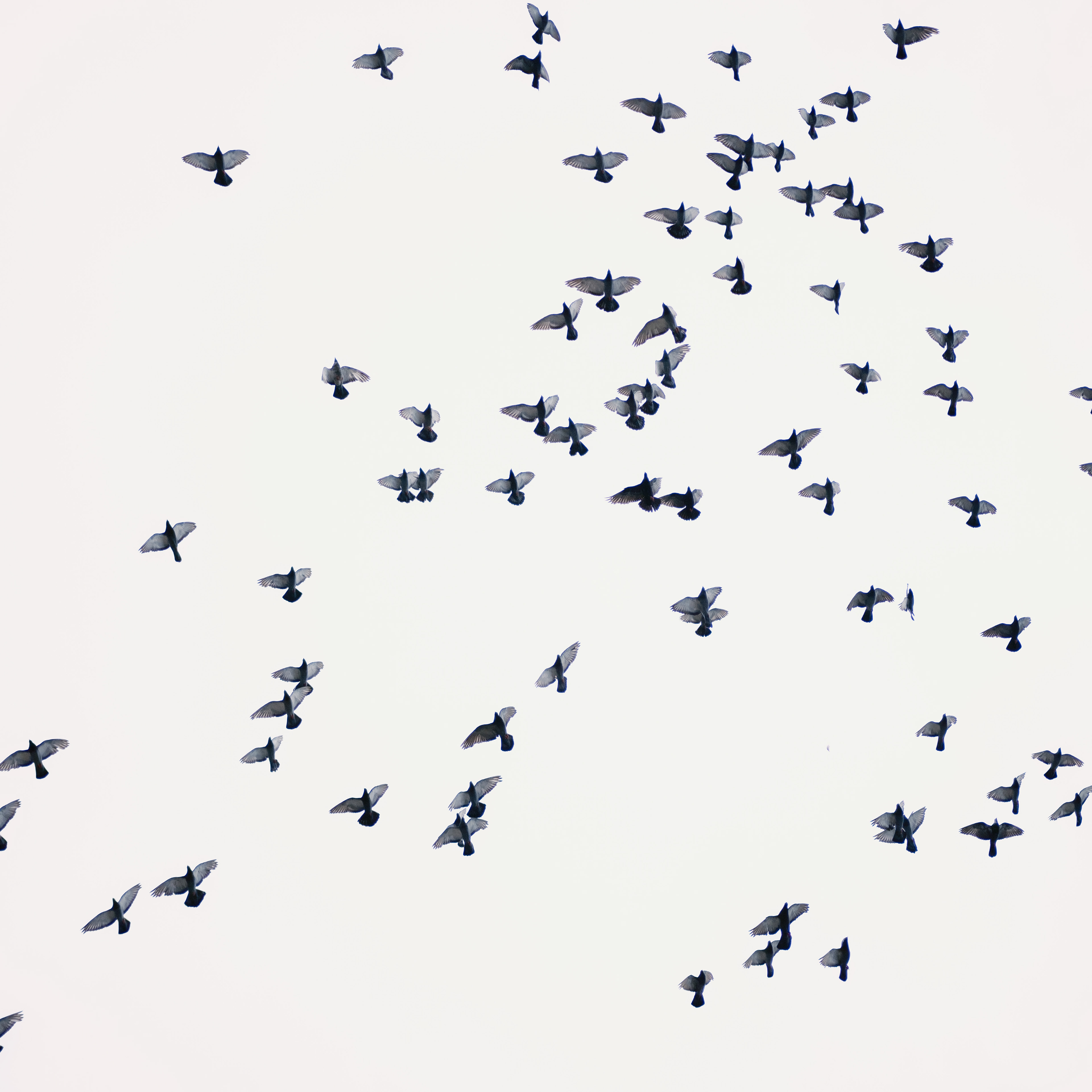 Zu sehen sind unzählige Tauben die am Himmel vorbei fliegen. Sie symbolisieren den Zeitplan einer Hochzeit da die Zeit an einem Tag wie diesem nur so vorbei fliegt. 