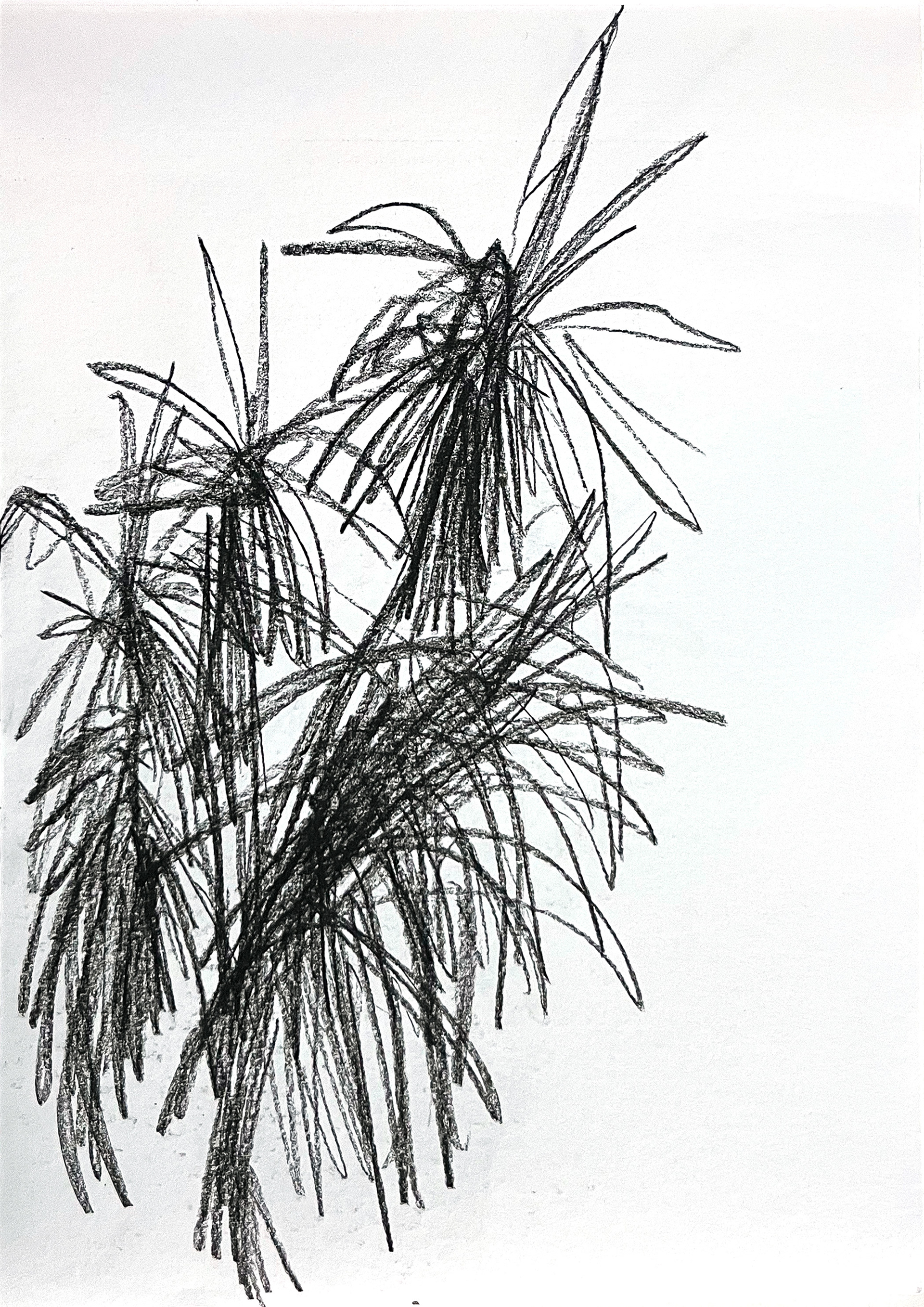 Untitled, 2026, Charcoal on paper, 29.7 x 21 cm