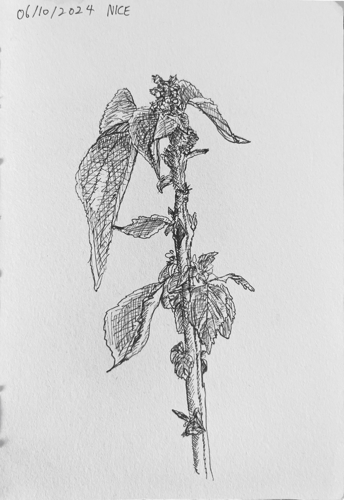 Untitled, 2024, Archival ink on paper, 14.8 x 10.2 cm