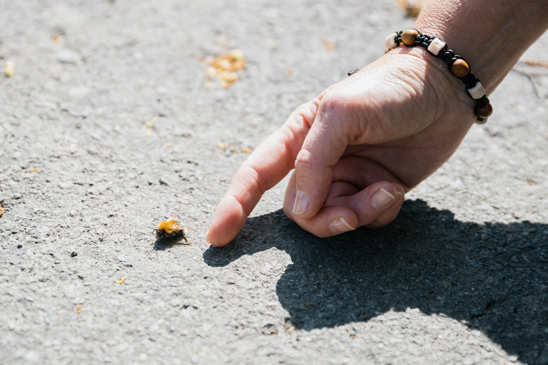 Anne Kristin Dybsland with a bumblebee.  For Adresseavisen -  Trondheim, 2021.